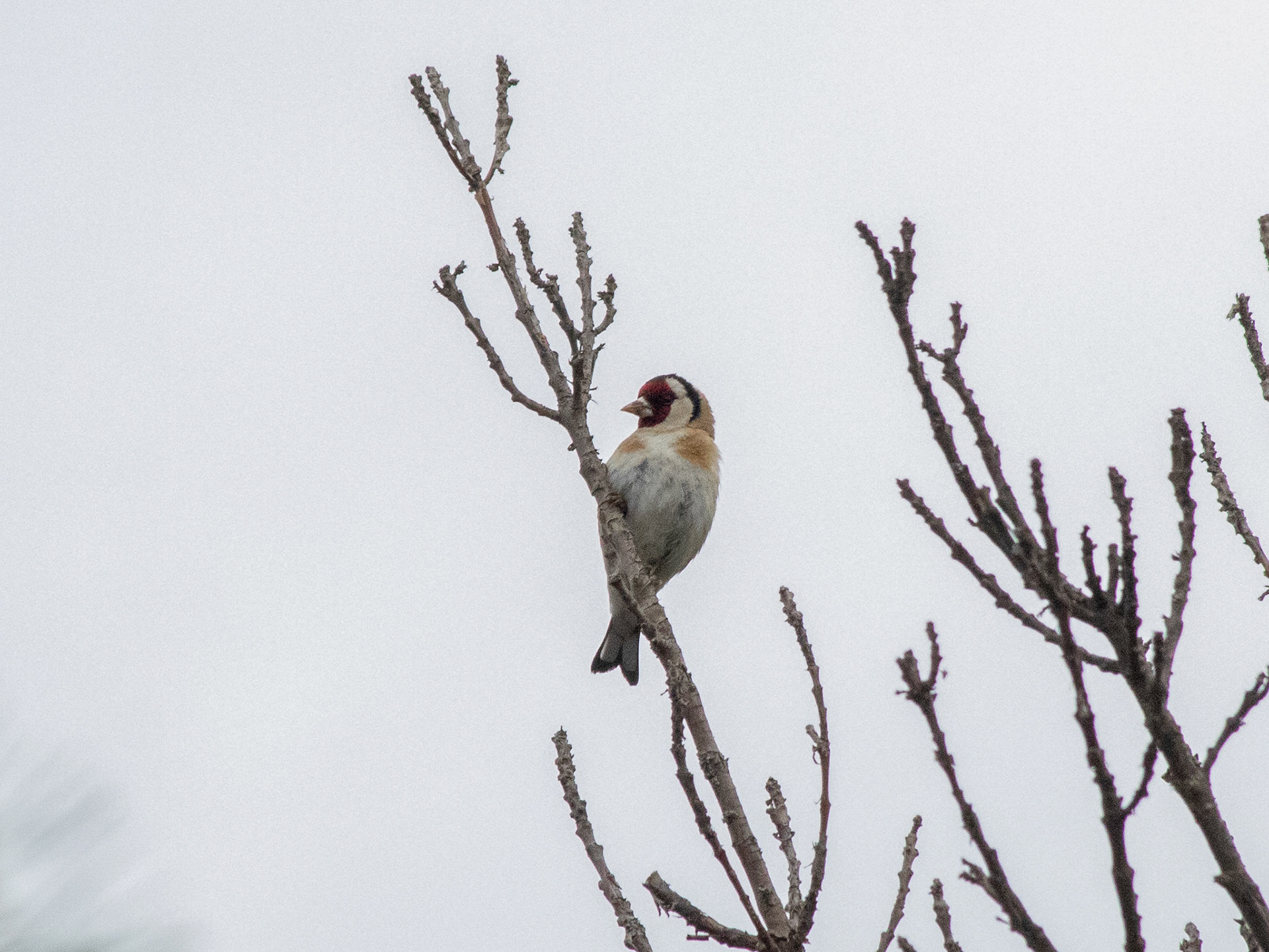 Goldfinch / Saka - METU Yalıncak Forest