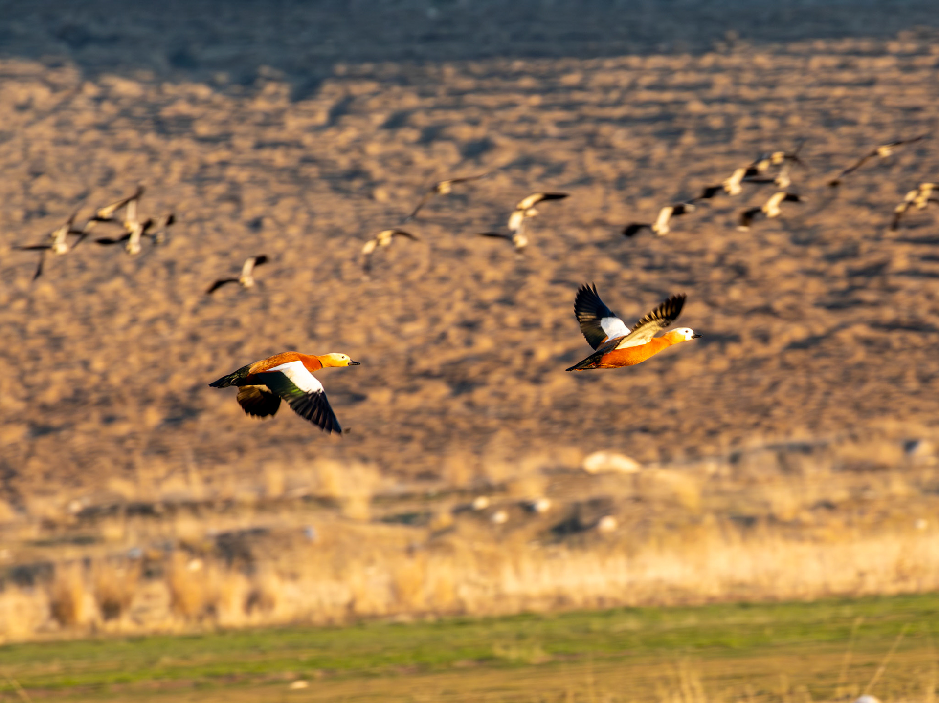 Ruddy shelduck / Angıt - Gölbaşı/ANKARA