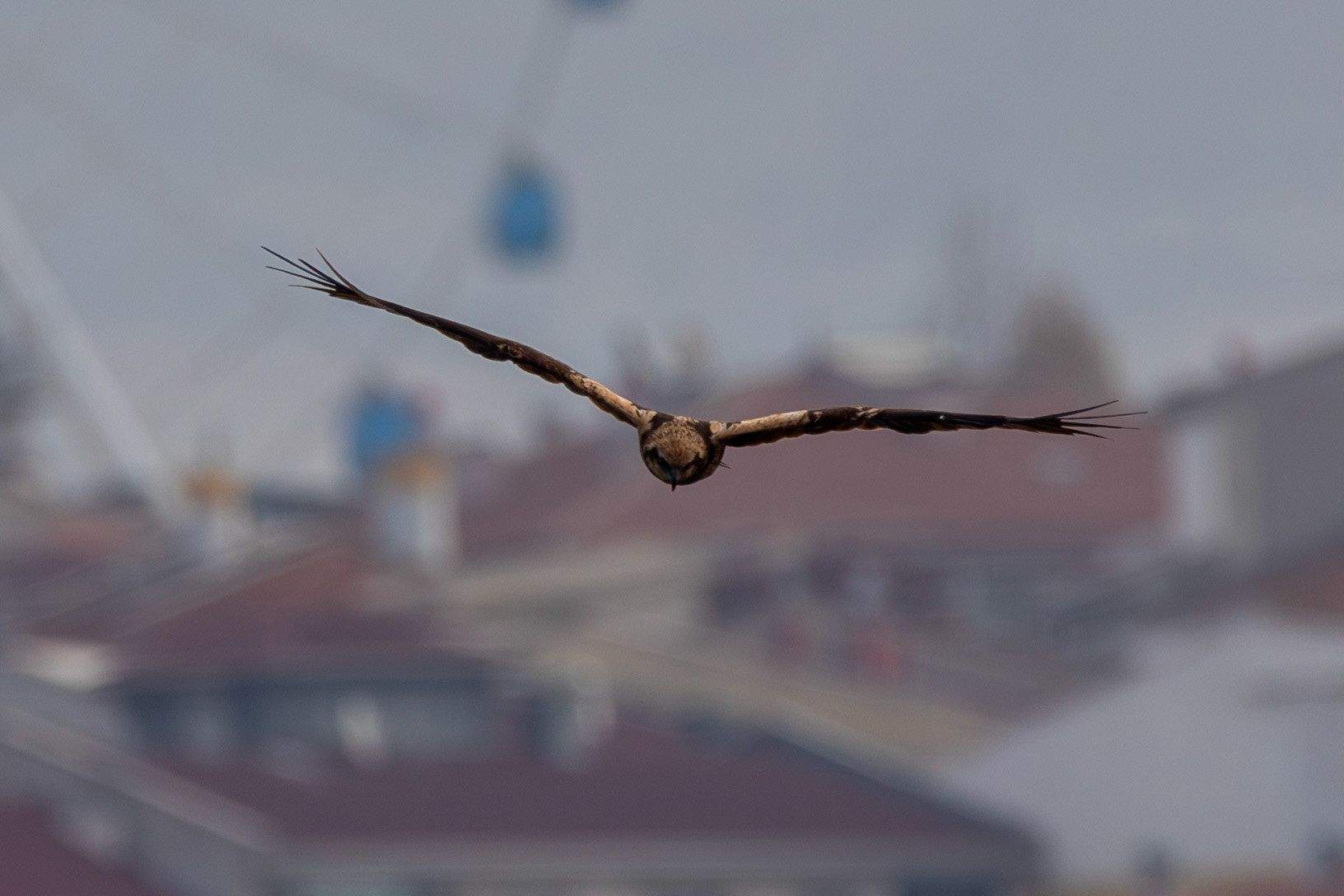 Marsh Harrier - Lake Mogan