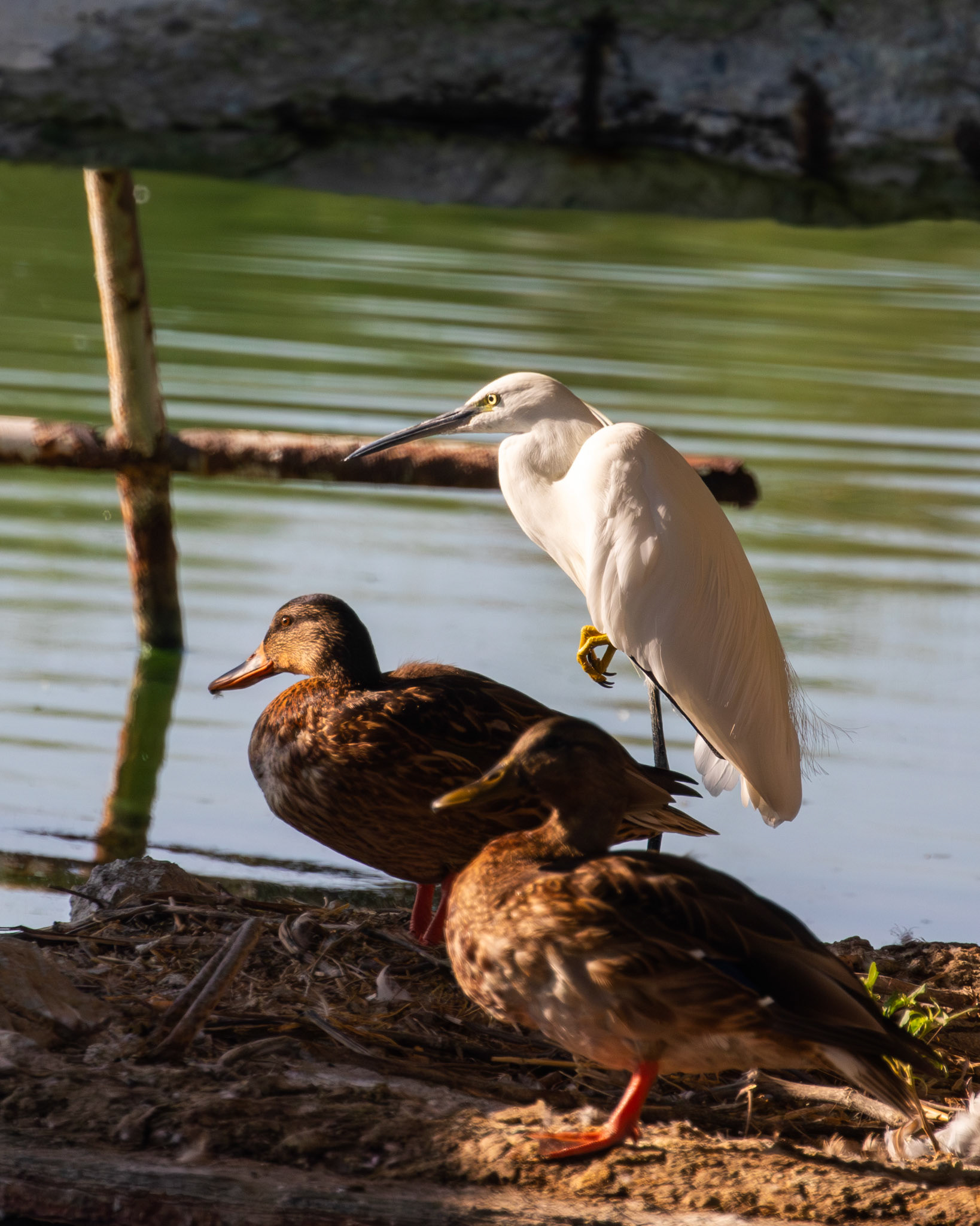 Little egret and mallards / Küçük ak balıkçıl ve yeşibaş ördekler - Mia Milia/CYPRUS
