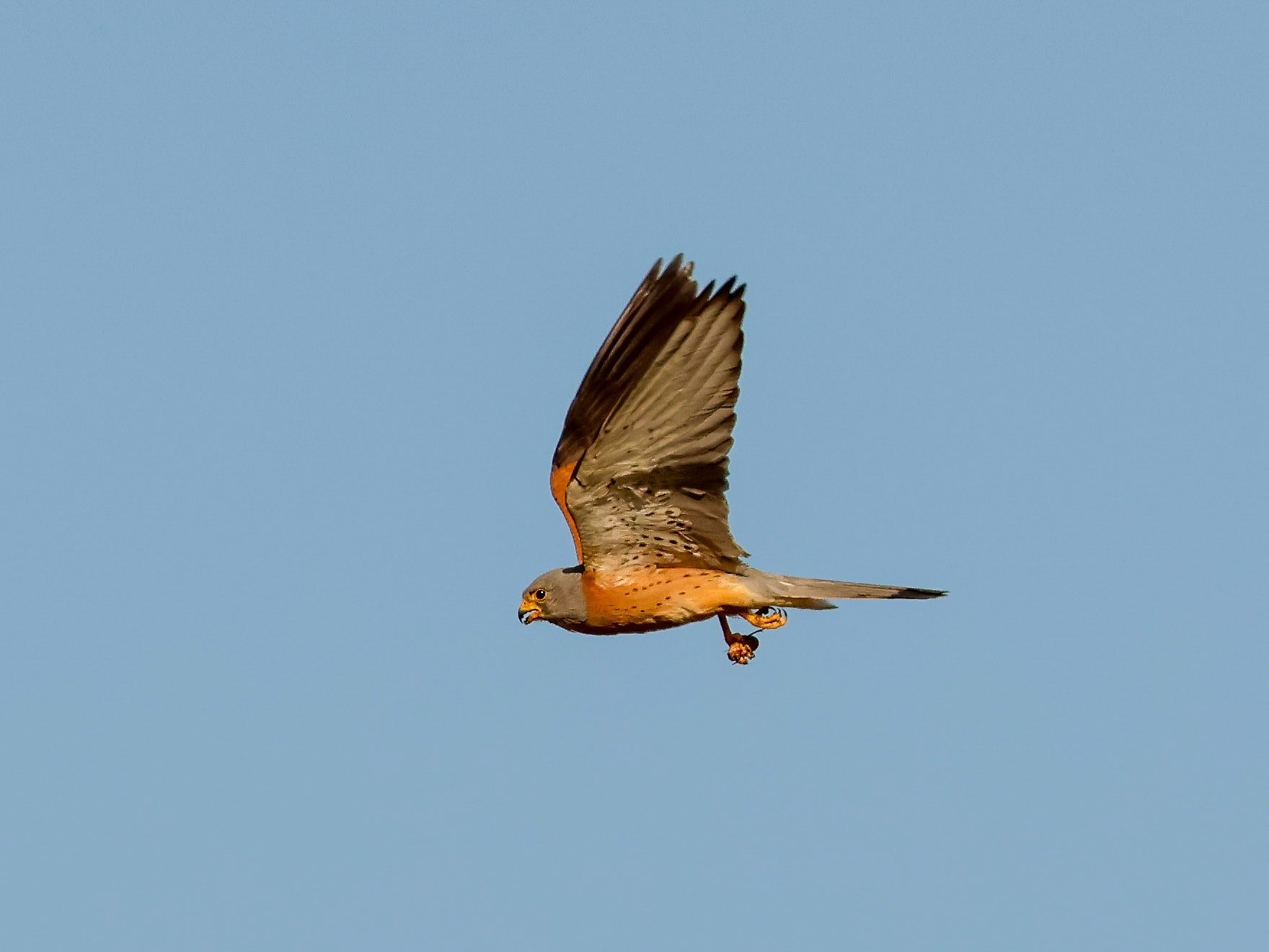Lesser kestrel / Küçük kerkenez  - Gölbaşı/ANKARA