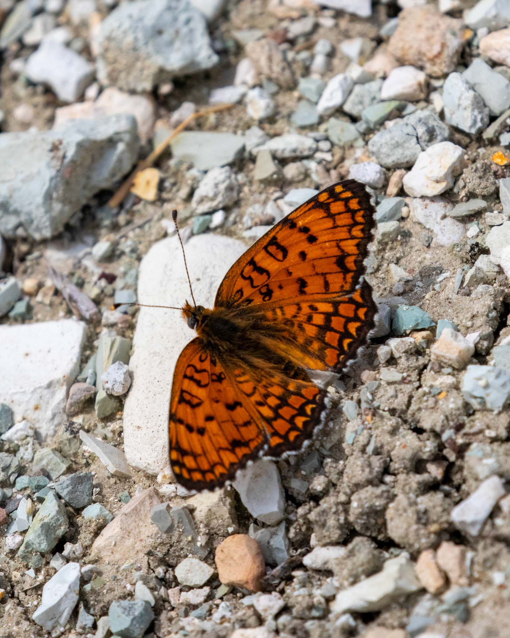 Nallıhan Bird Sanctuary