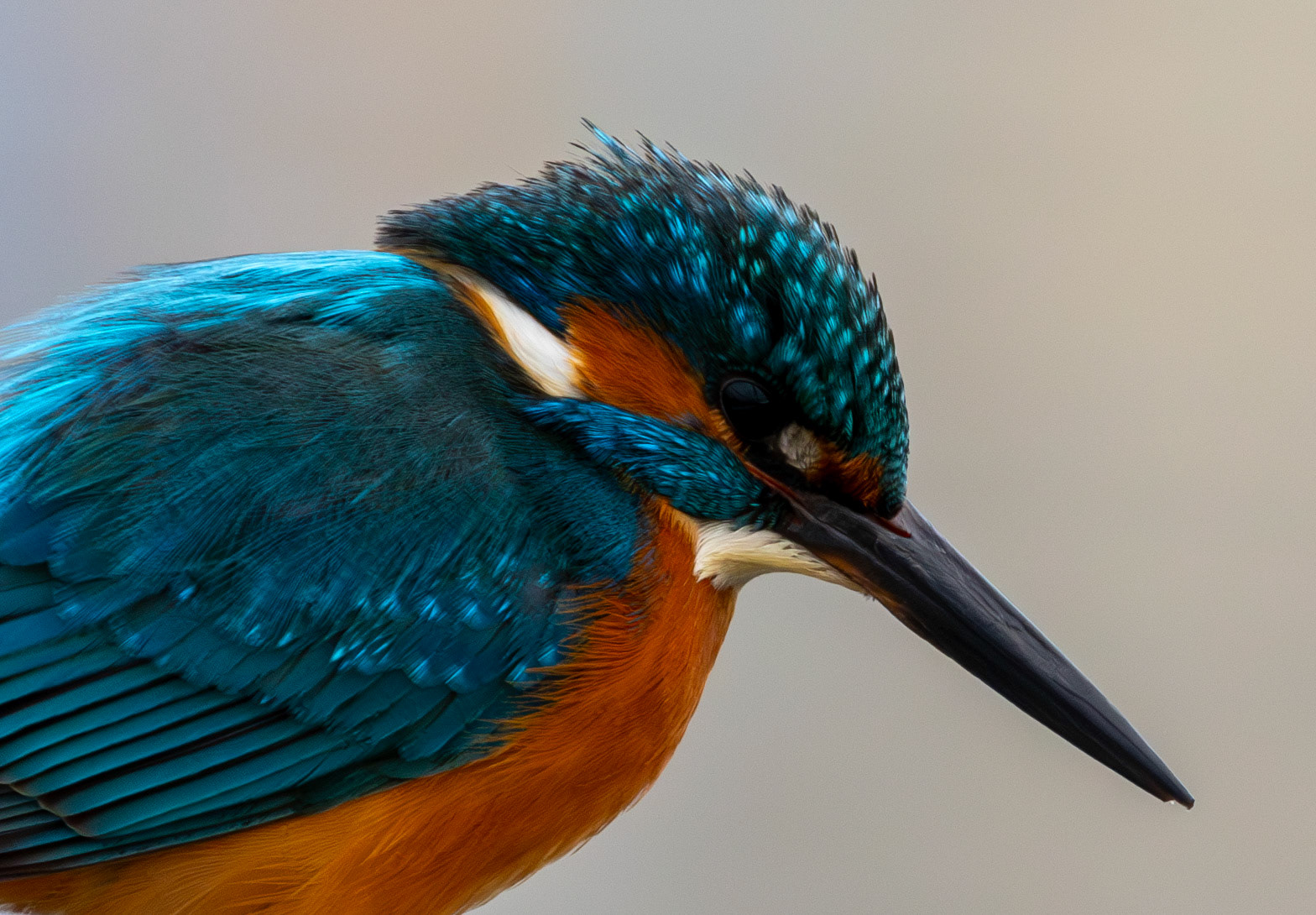 Kingfisher / Yalıçapkını - Mia Milia/CYPRUS