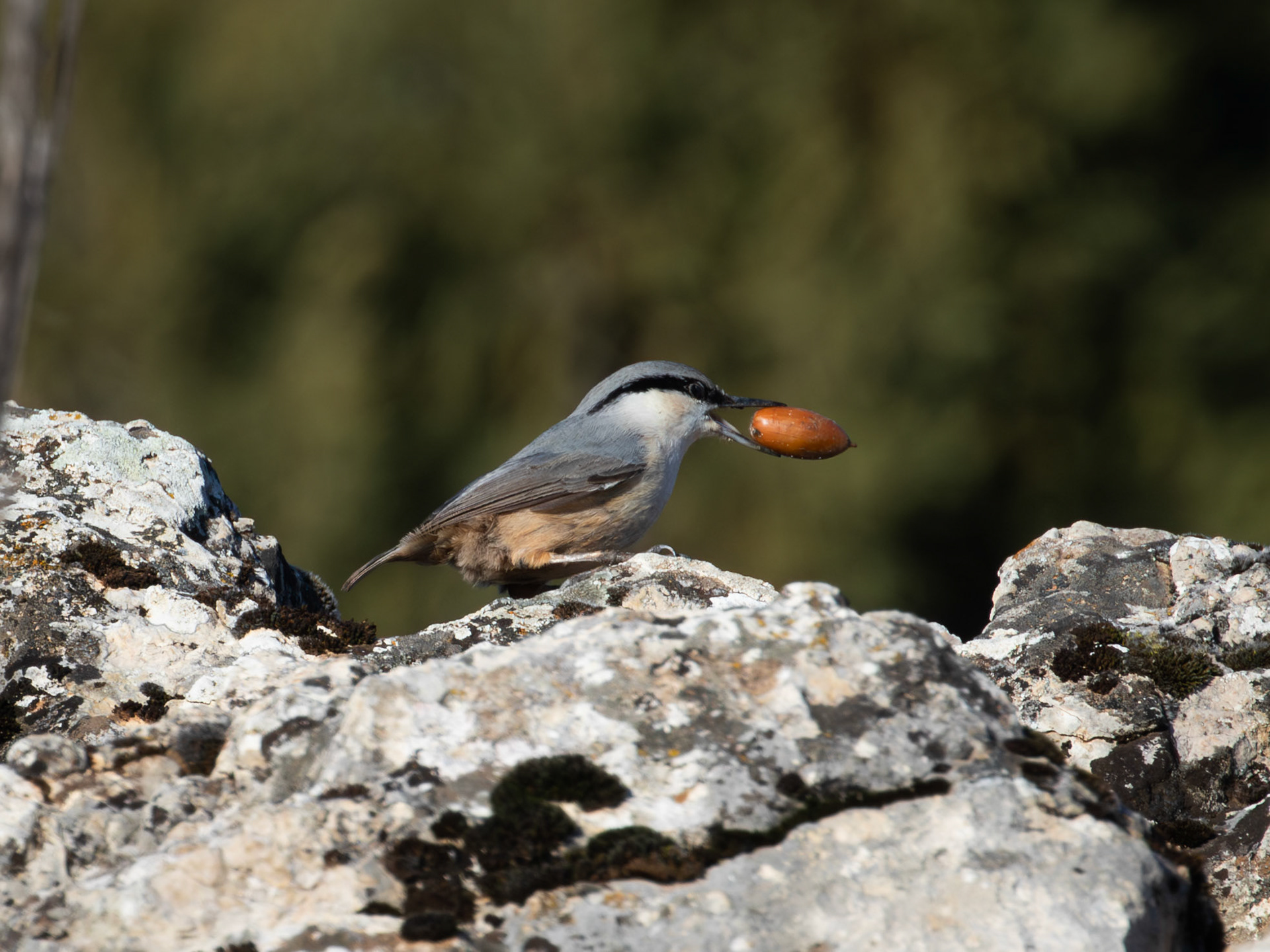 Rock Nuthatch - Beyşehir/KONYA
