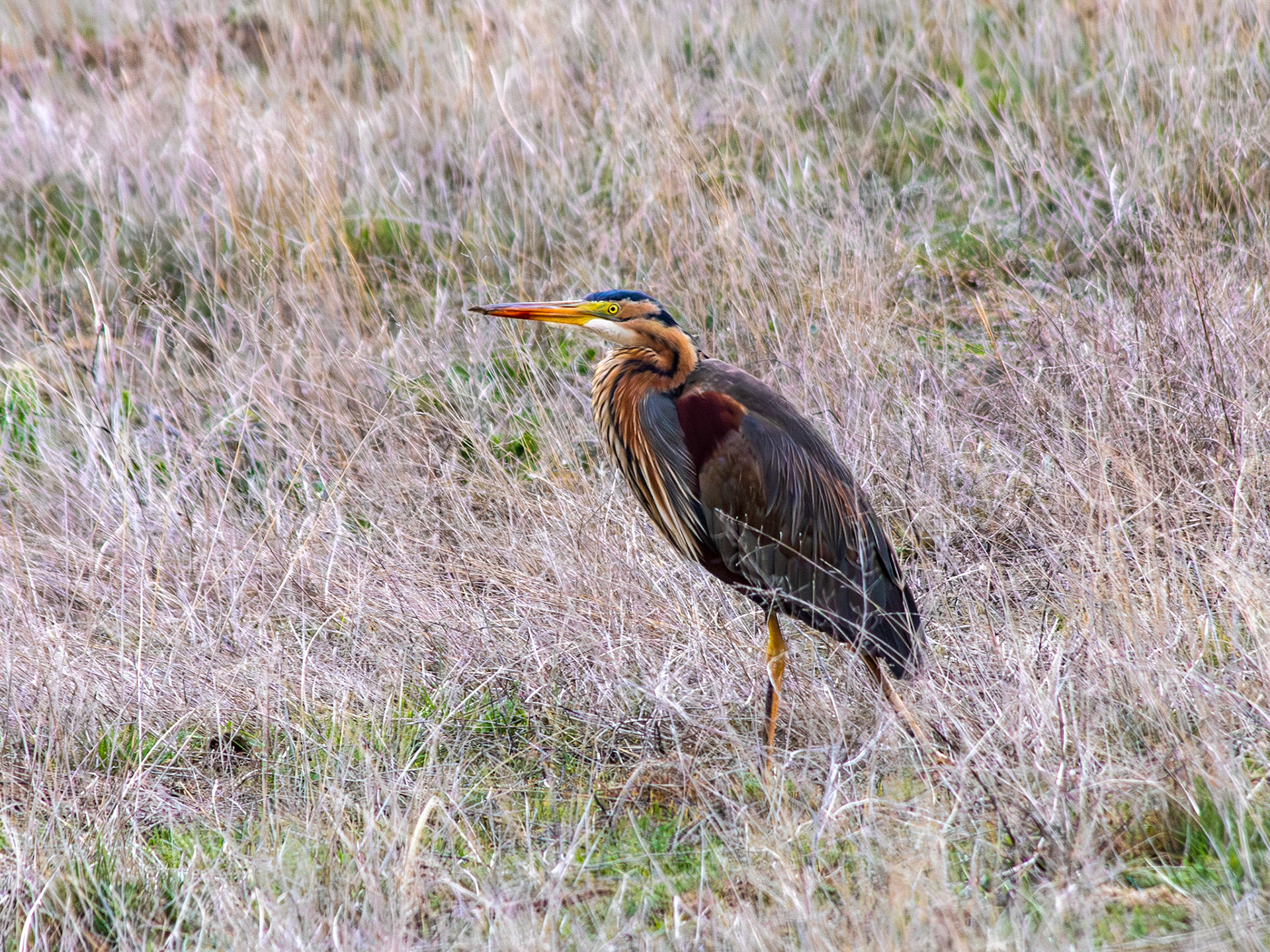 Purple Heron - Mogan Floodgate