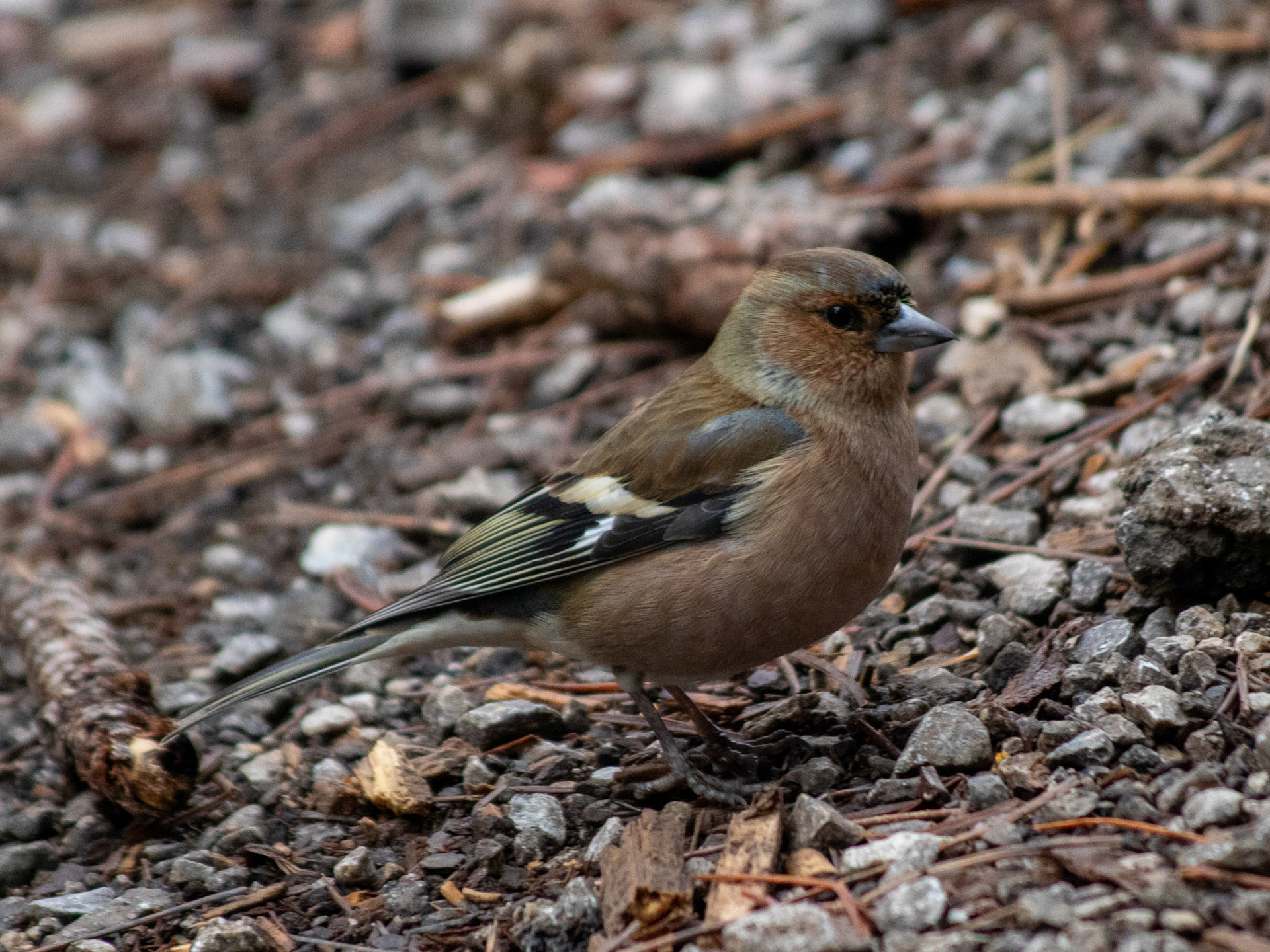 Chaffinch - Hacettepe Beytepe Campus