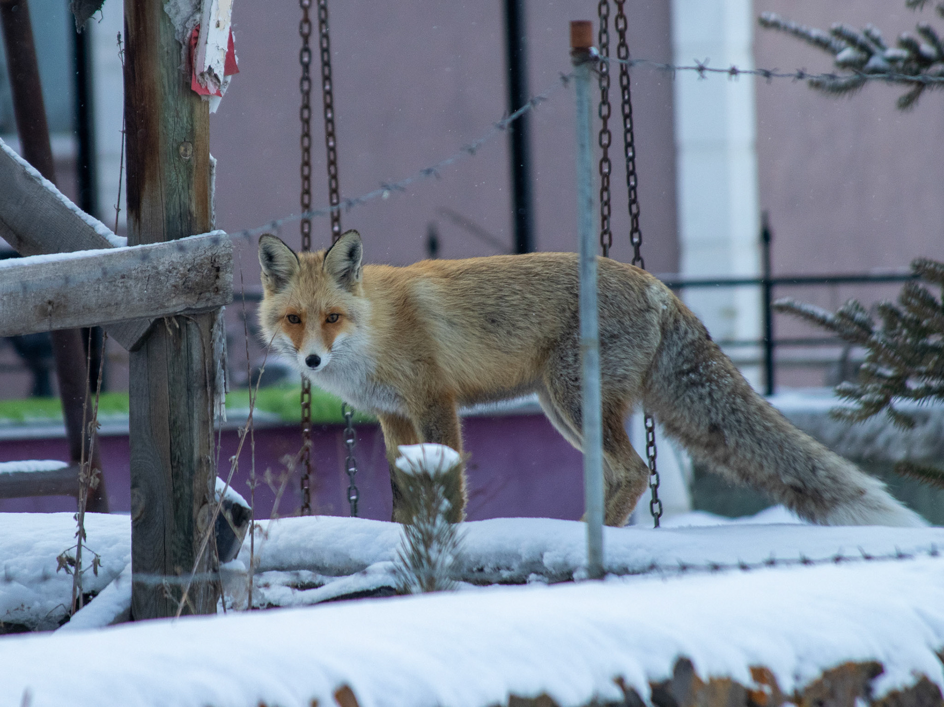Red fox / Kızıl tilki - Sarıkamış/KARS