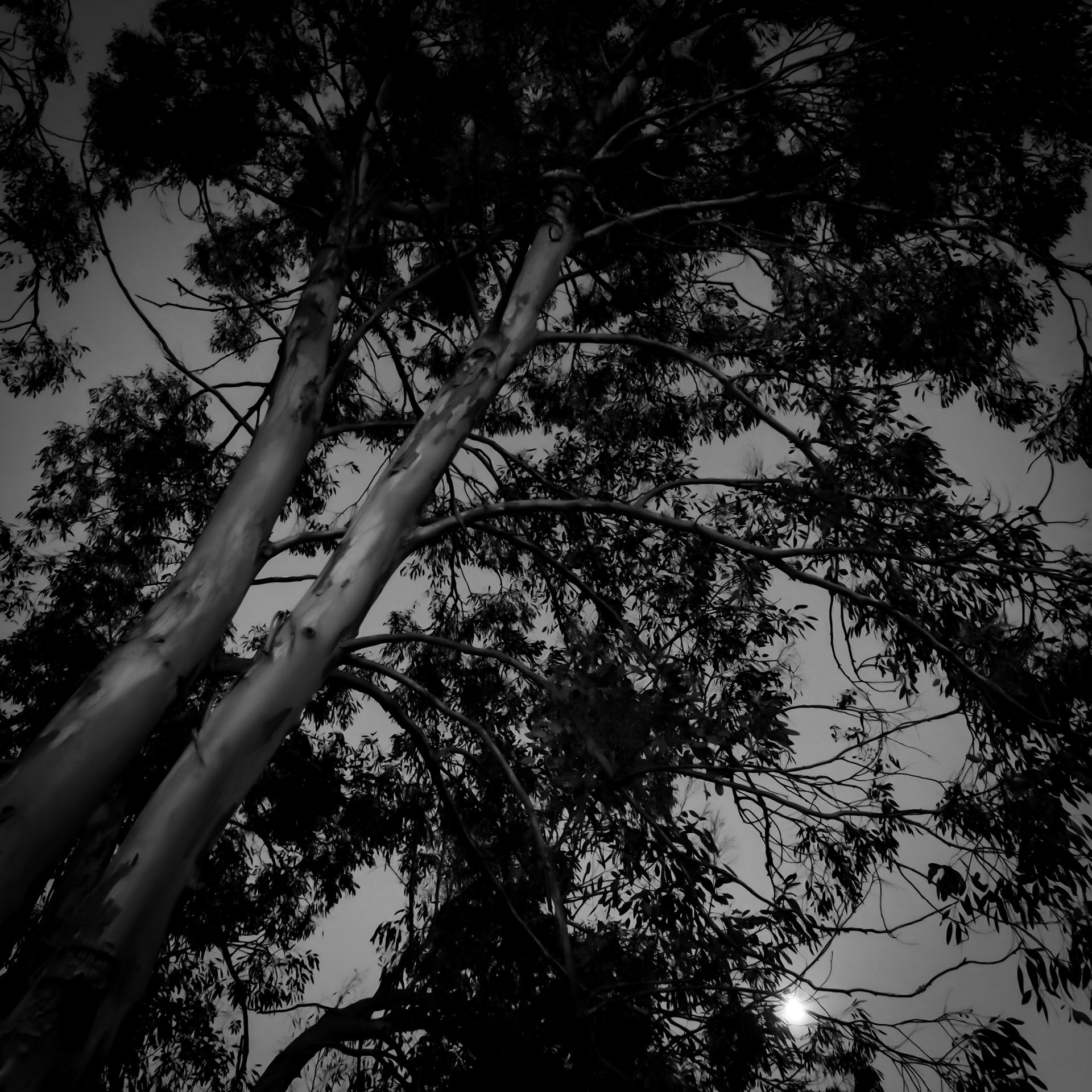 La Lune Ment #4