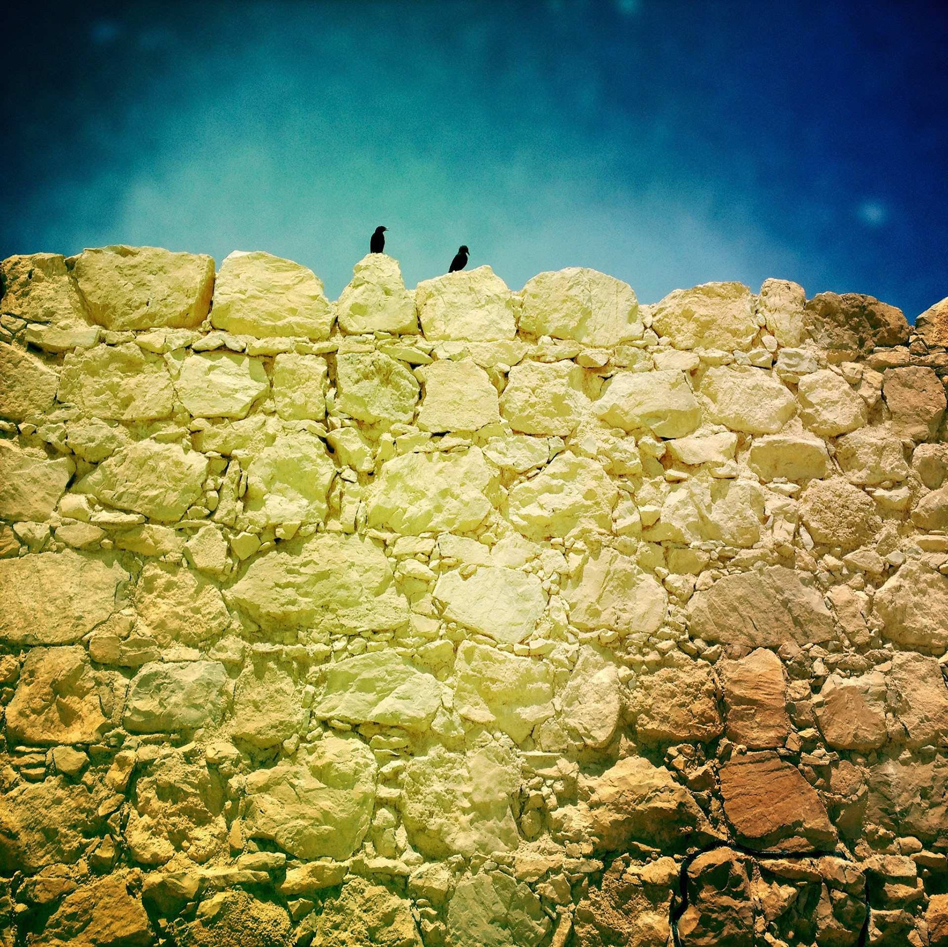 Birds in Massada