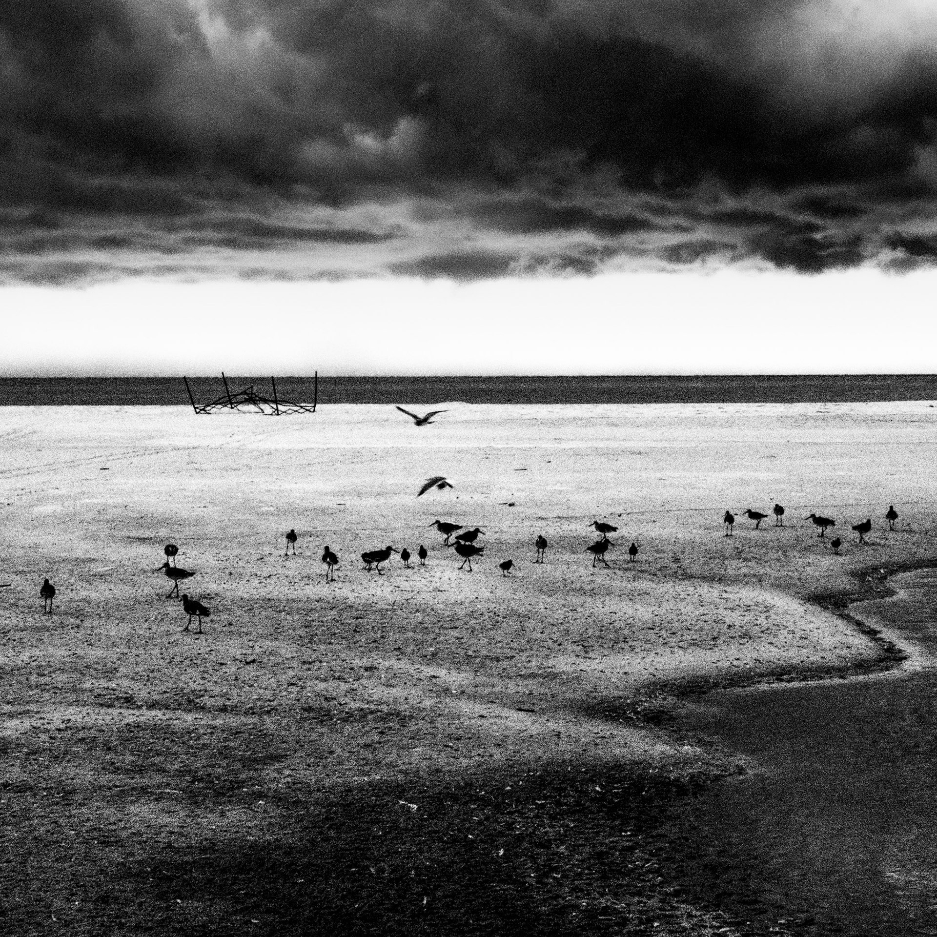 Black Birds