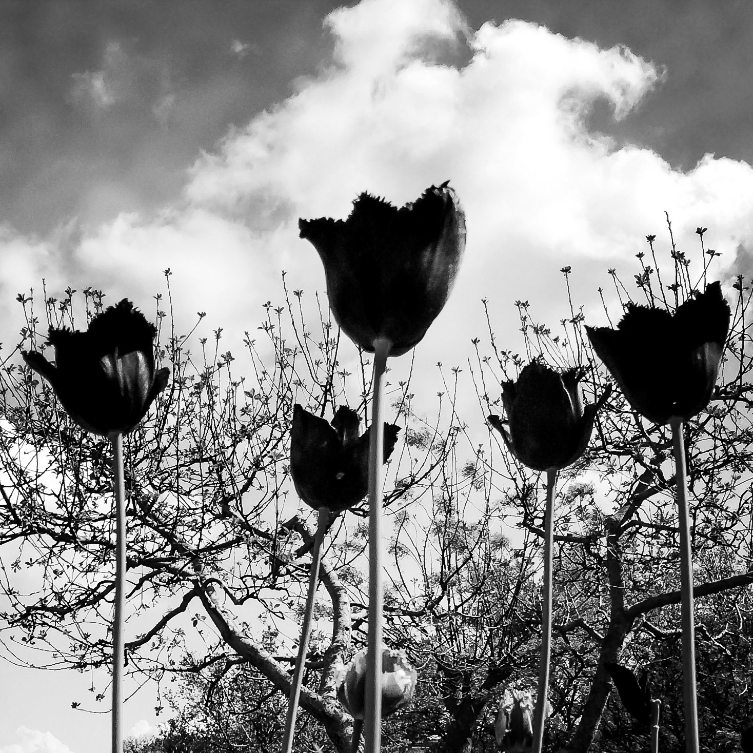 Tulipes celestes