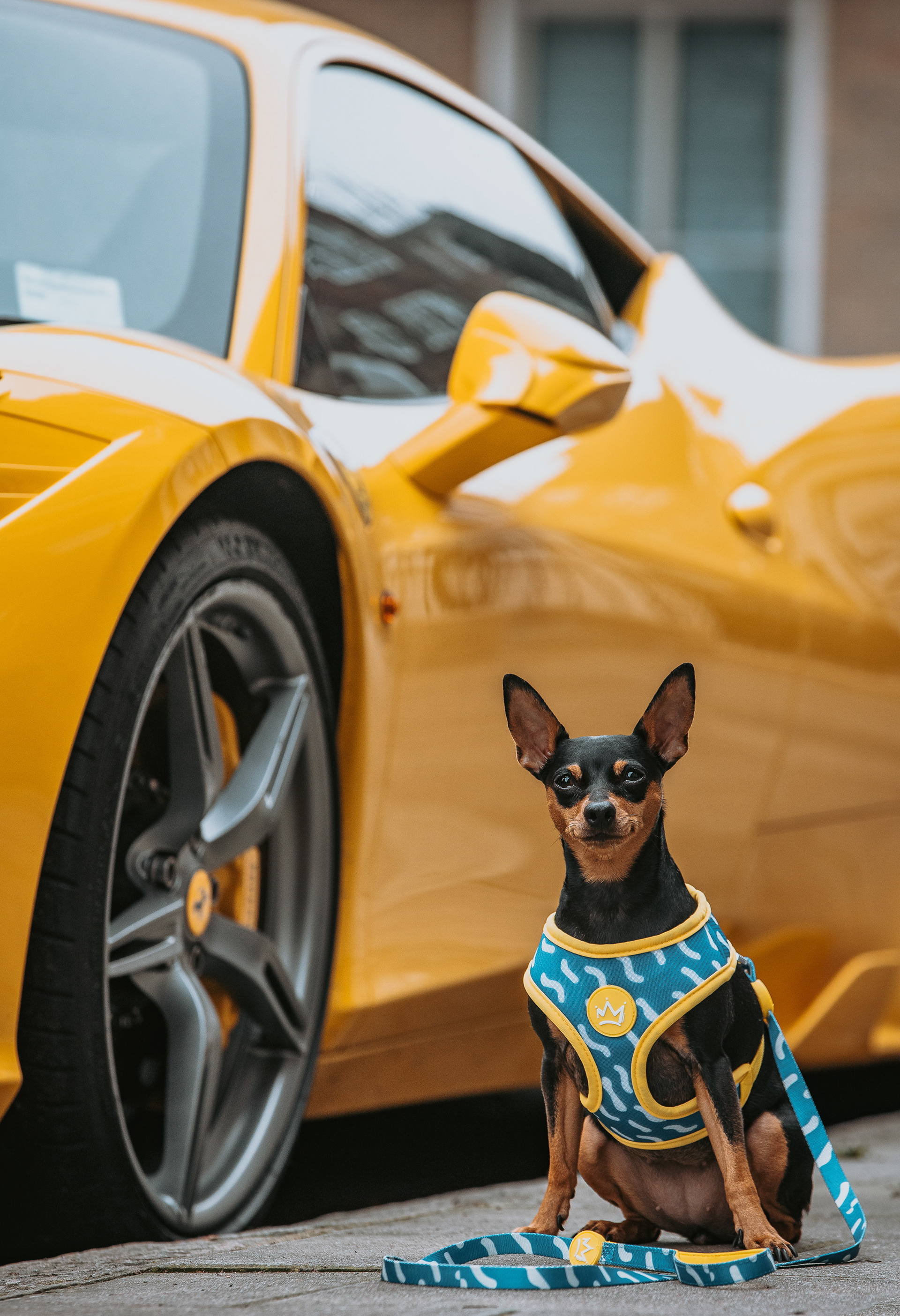 REIGN DOG 2020
