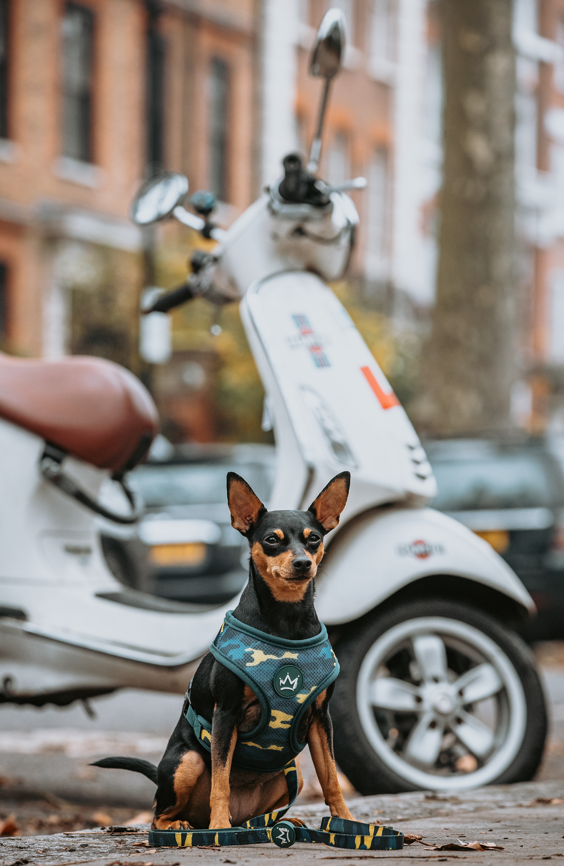 REIGN DOG 2020