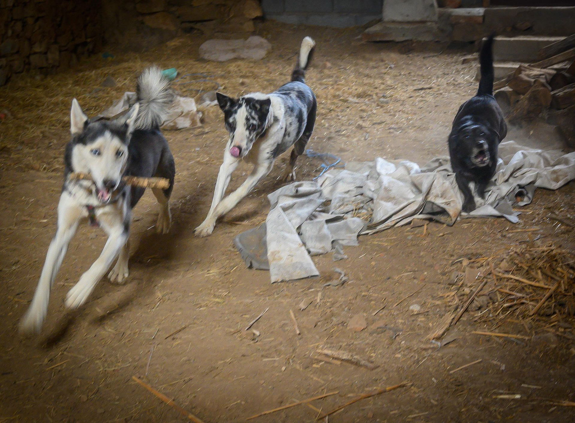 Rescue playing