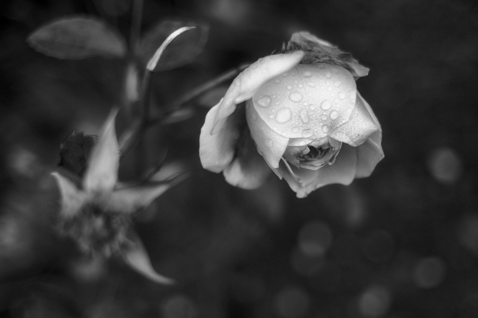 A Late Rose