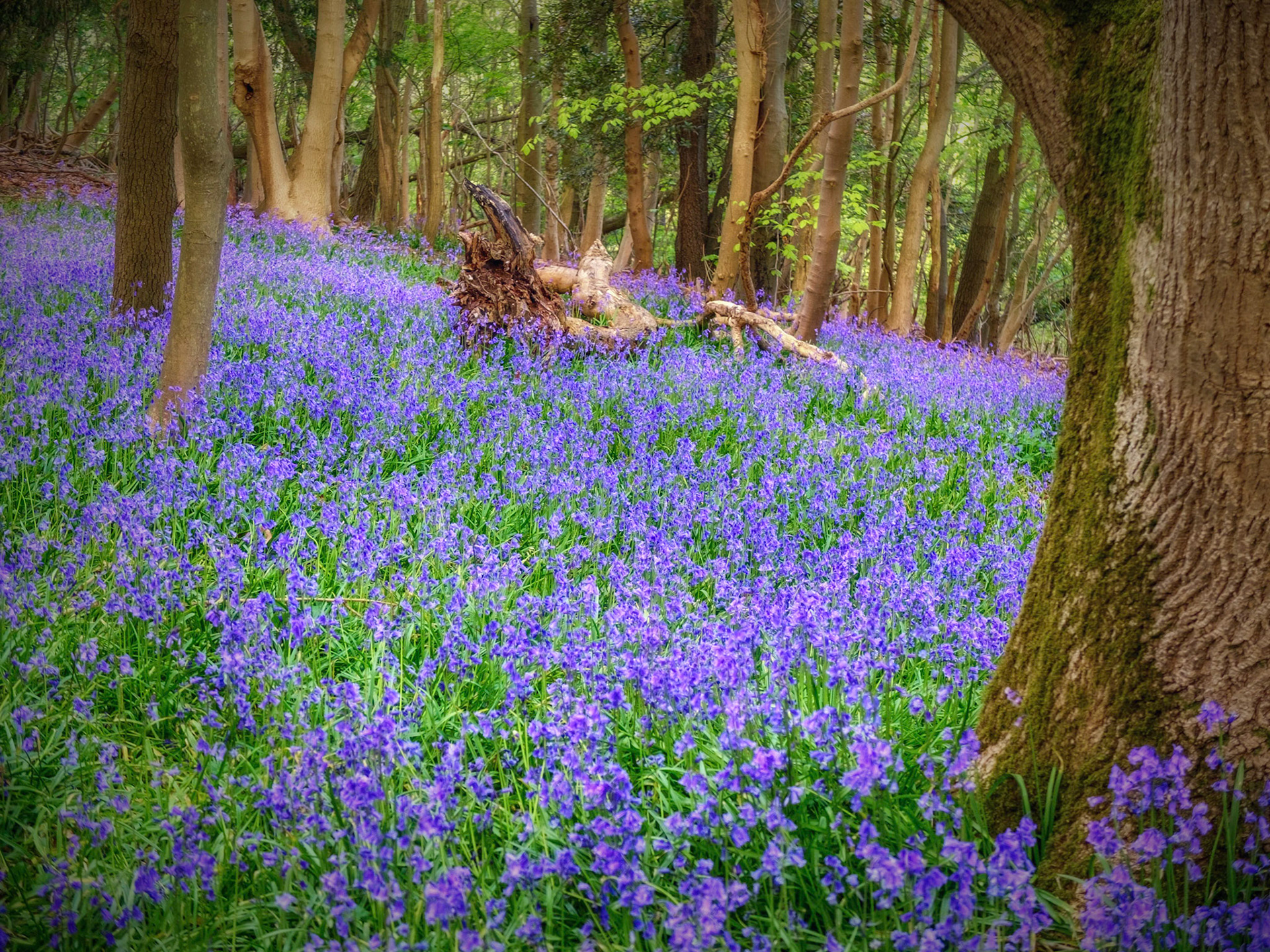 Bluebell Wood