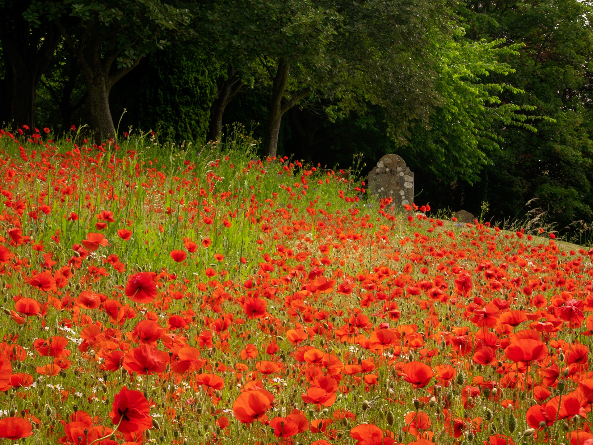 Poppies