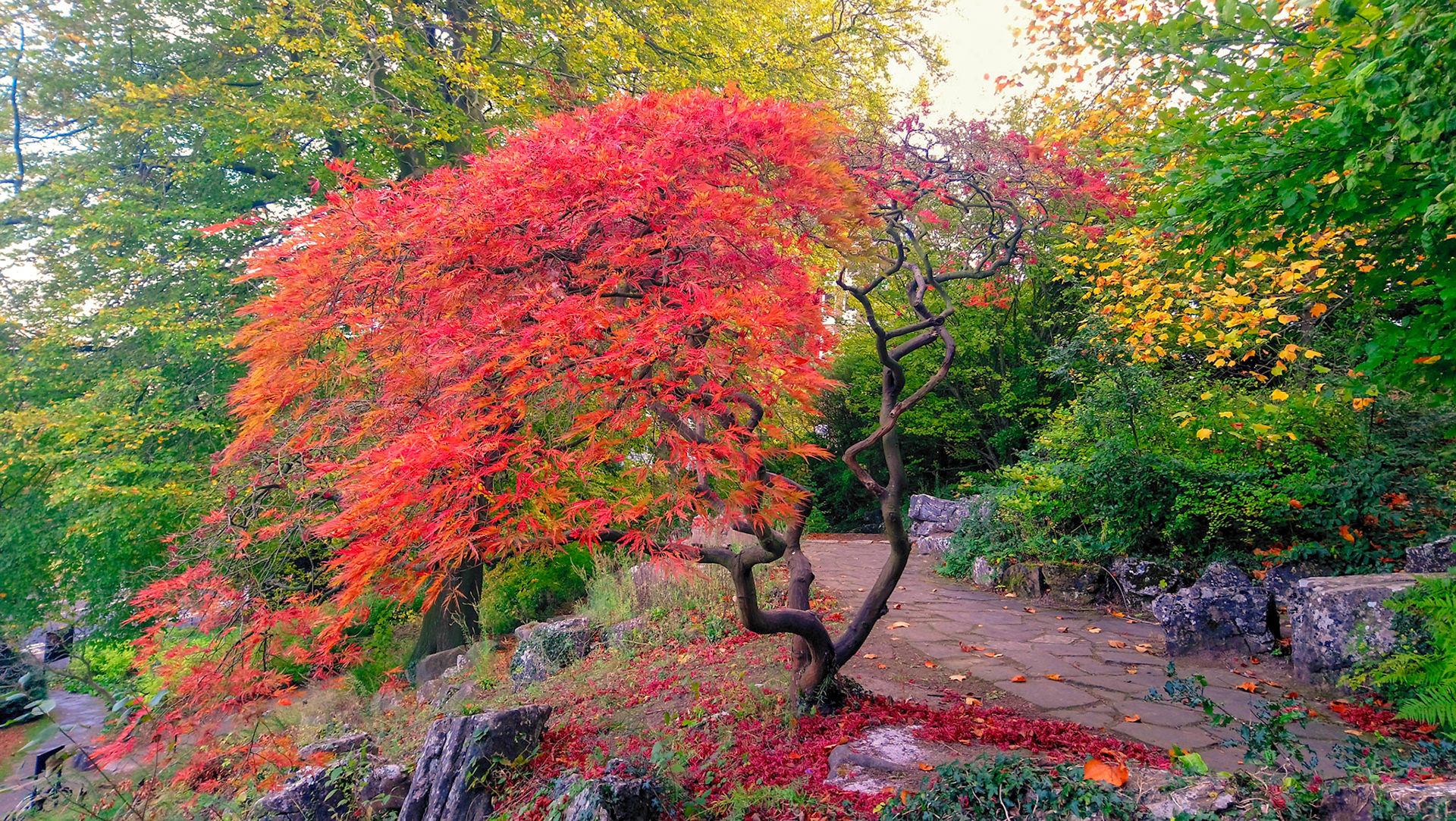The Rockery, Brighton