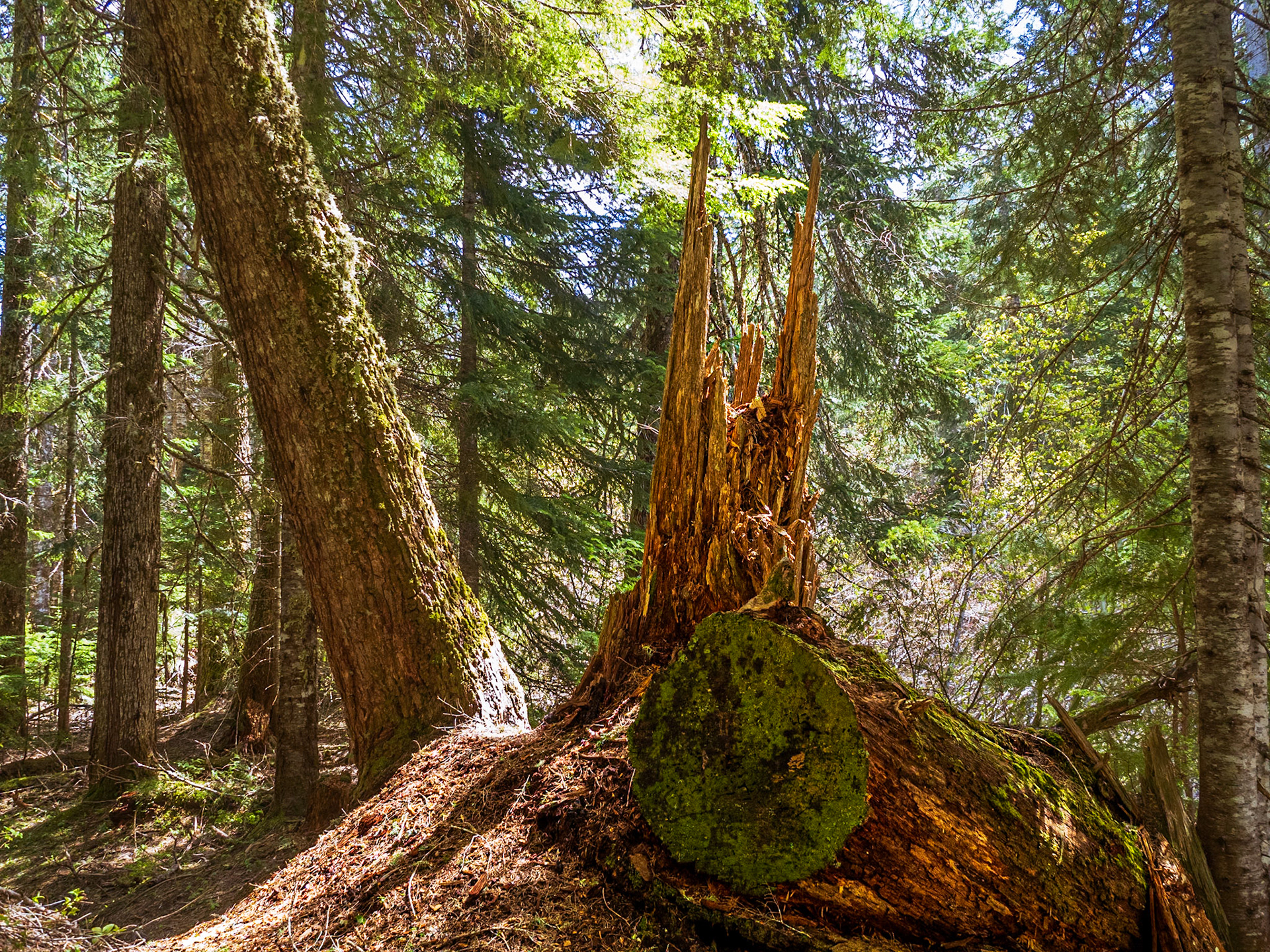 Williamette Forest