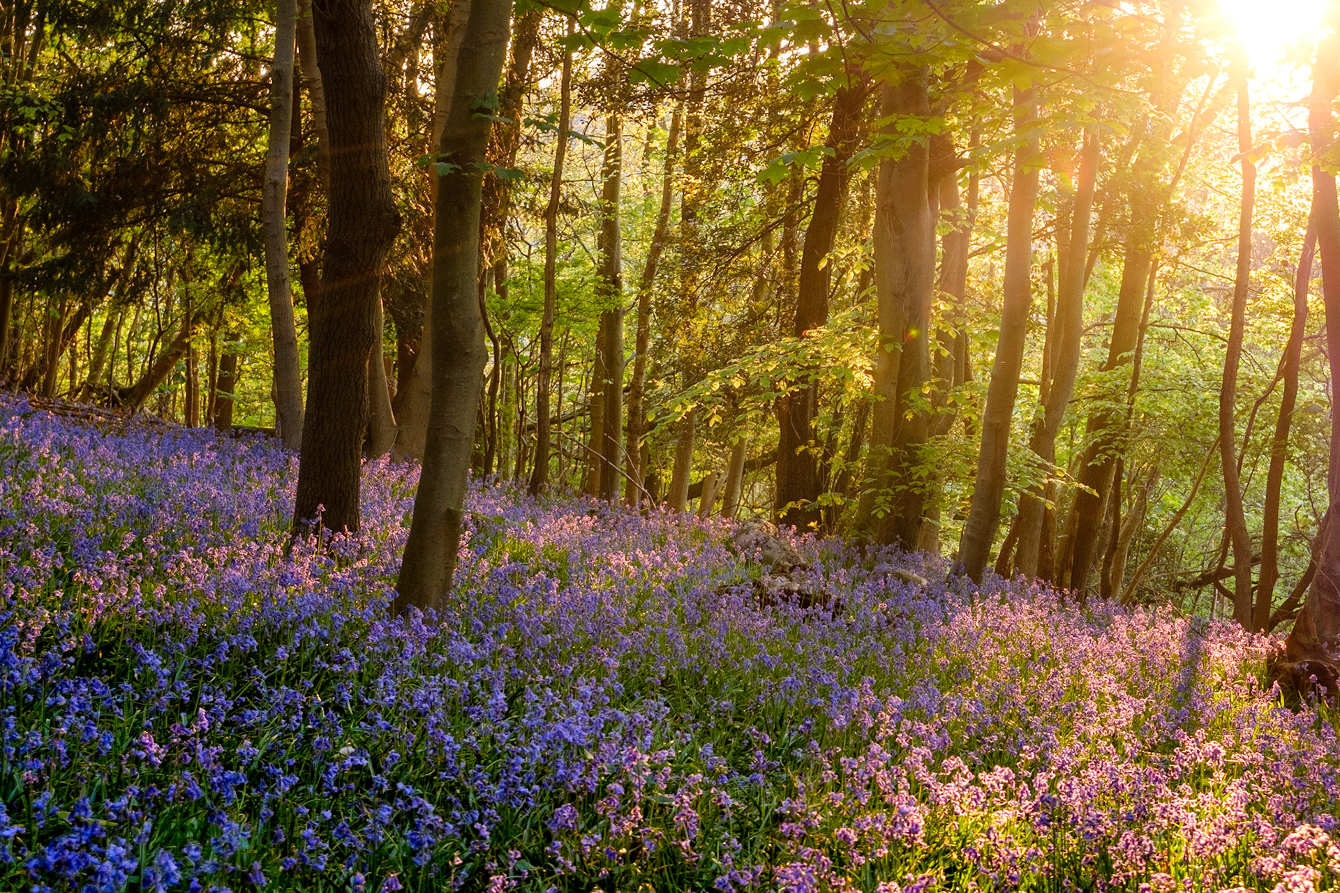 Bluebell at Golden Hour