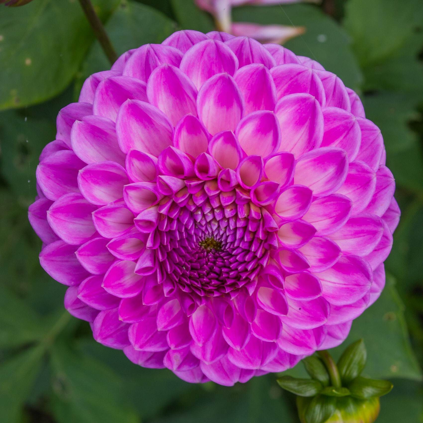 Dahlia