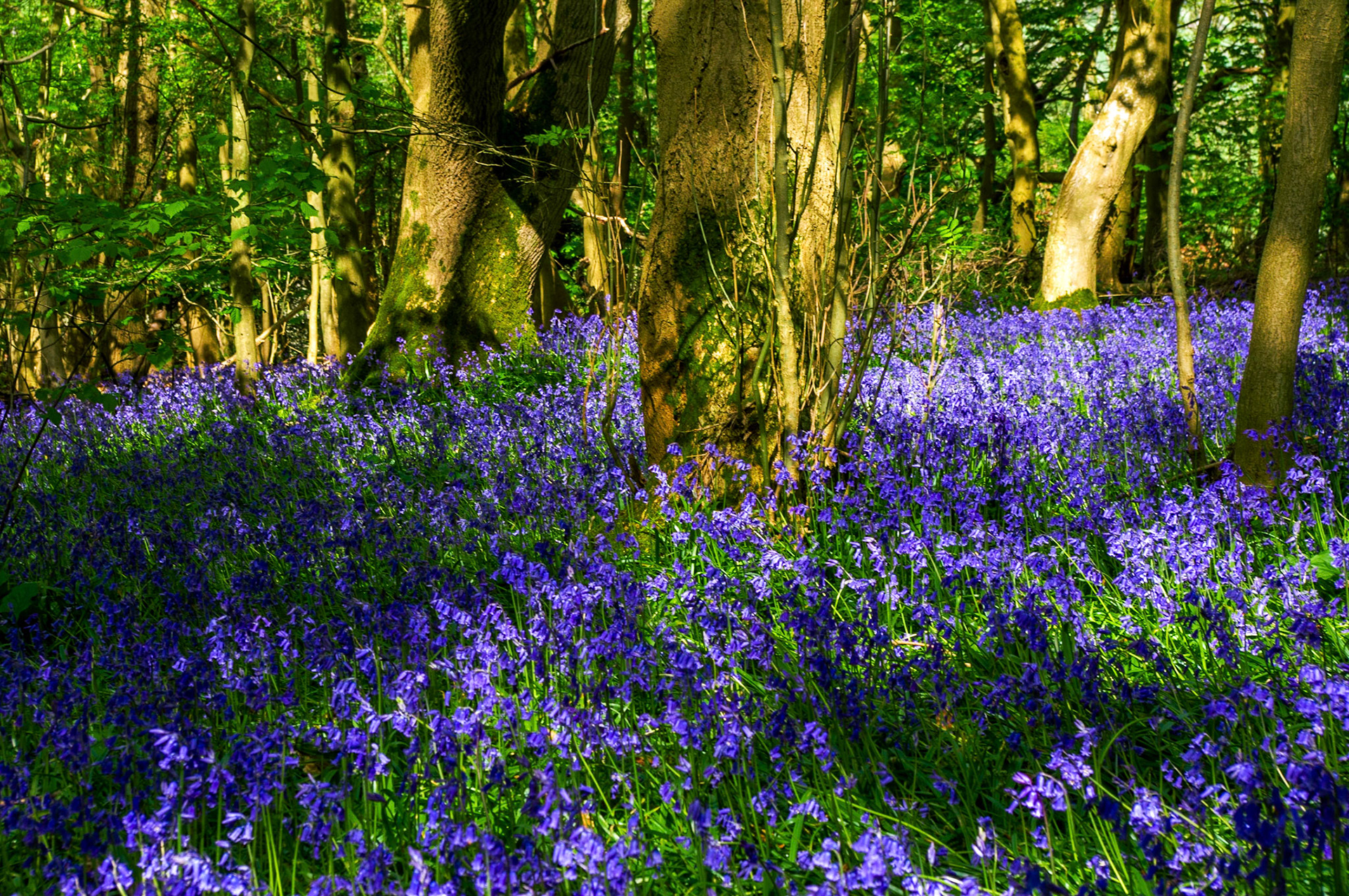 Bluebells
