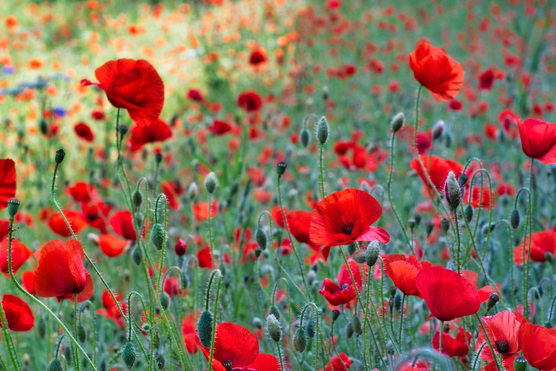 Poppies at Lewes Cemetery