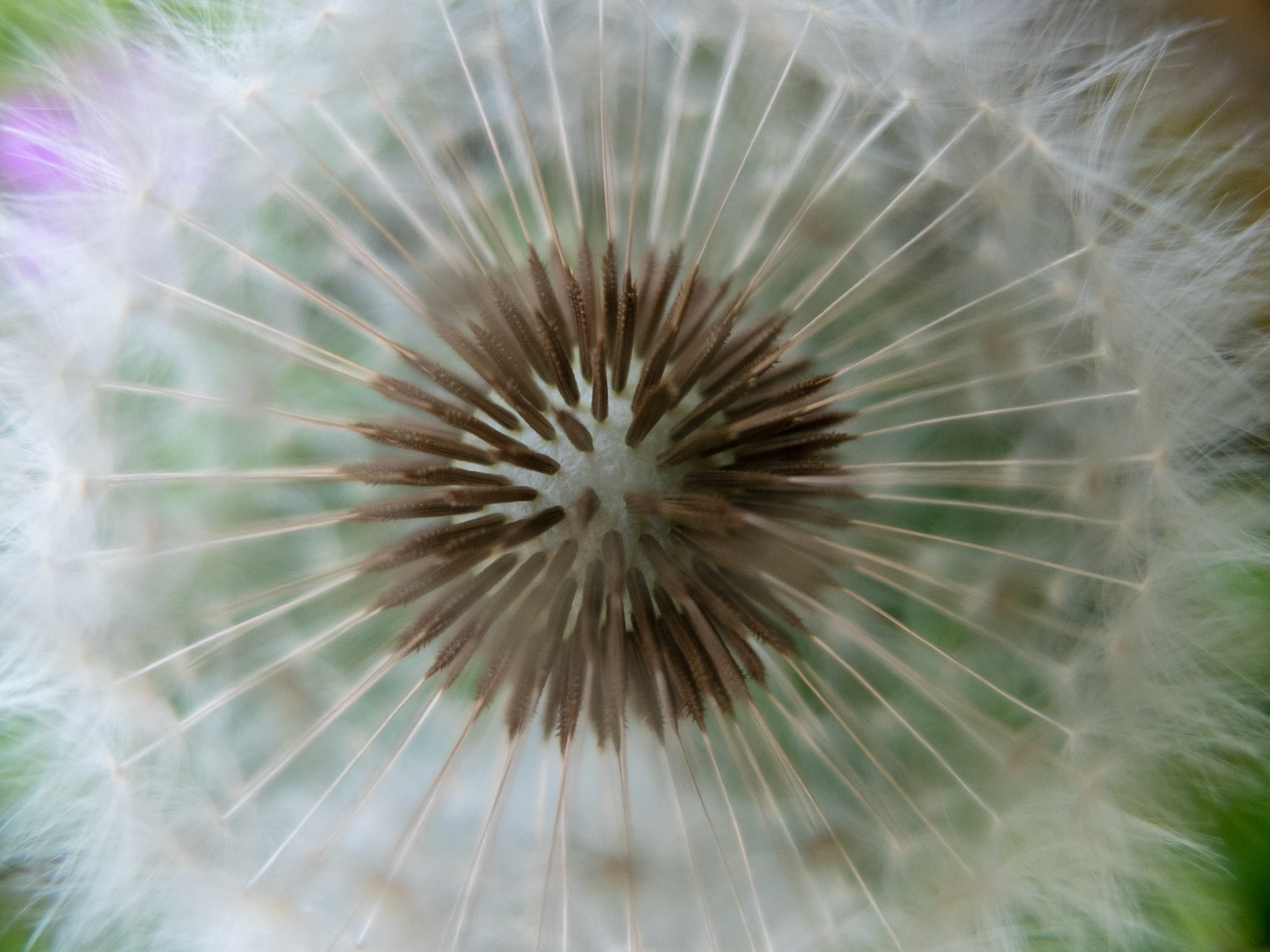 Eye of the Dandelion