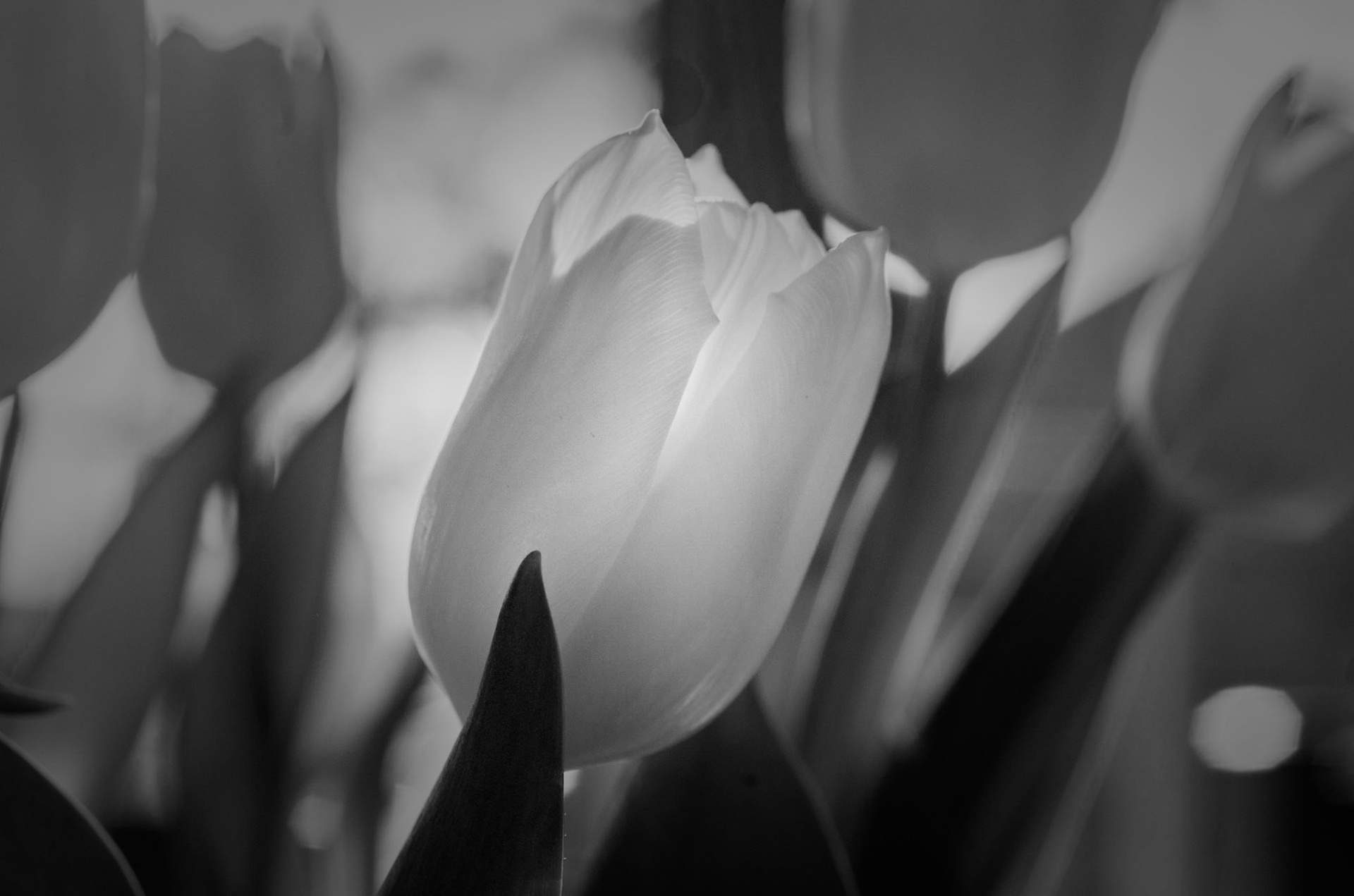 Glowing Tulip