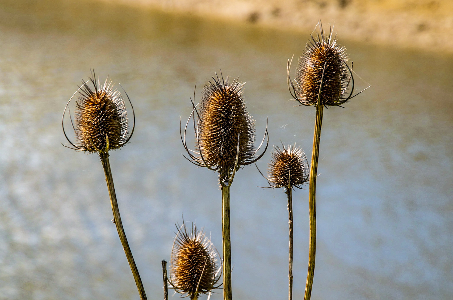 Teasels