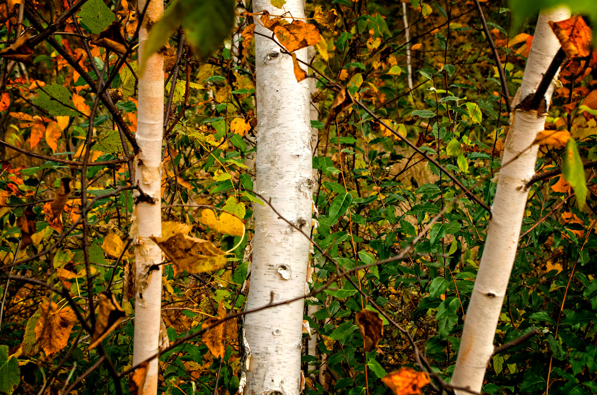 Fort Gratiot County Park