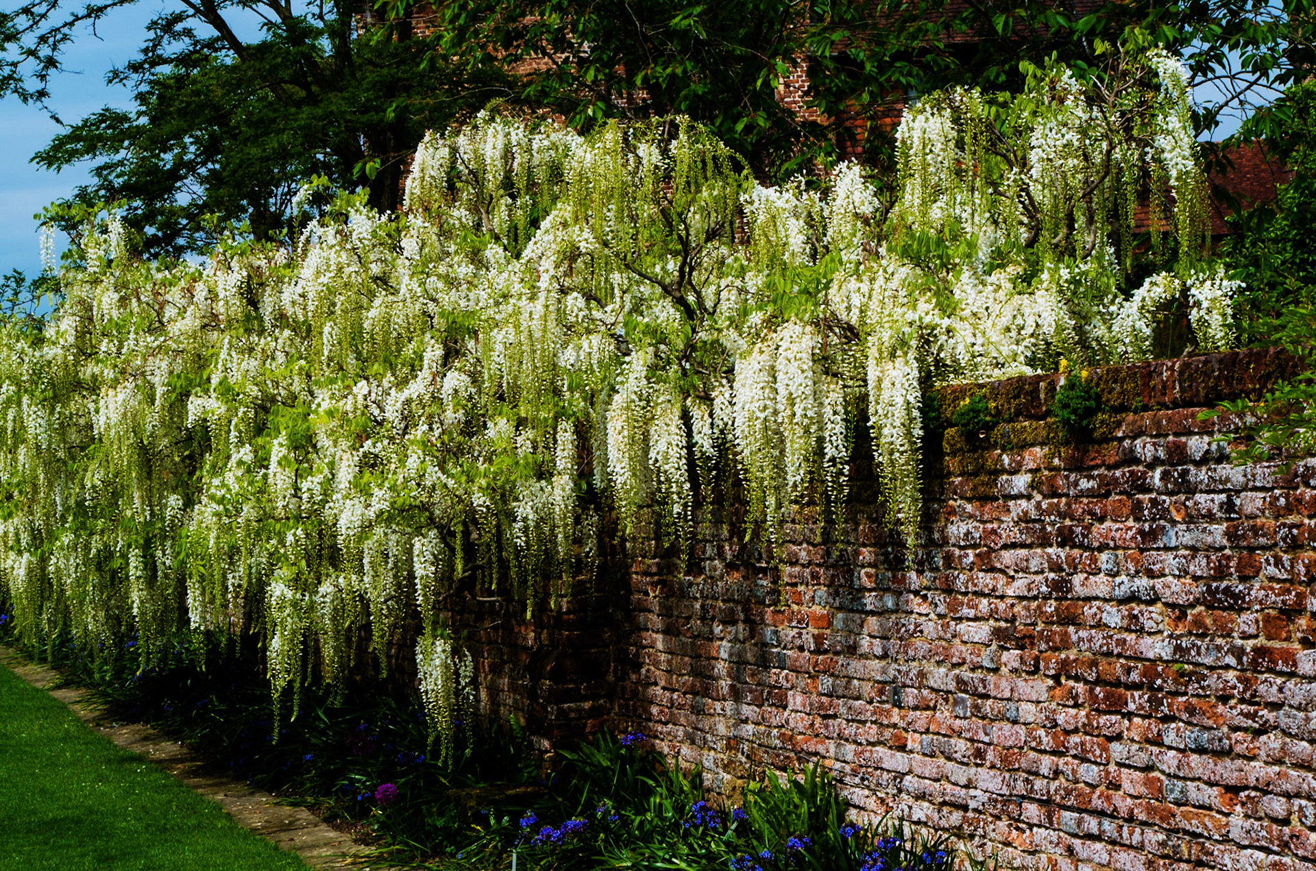 White Wisteria