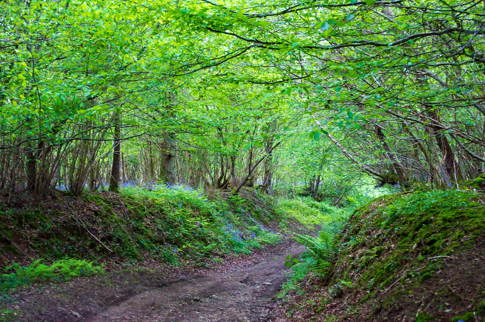 Bluebell Wood