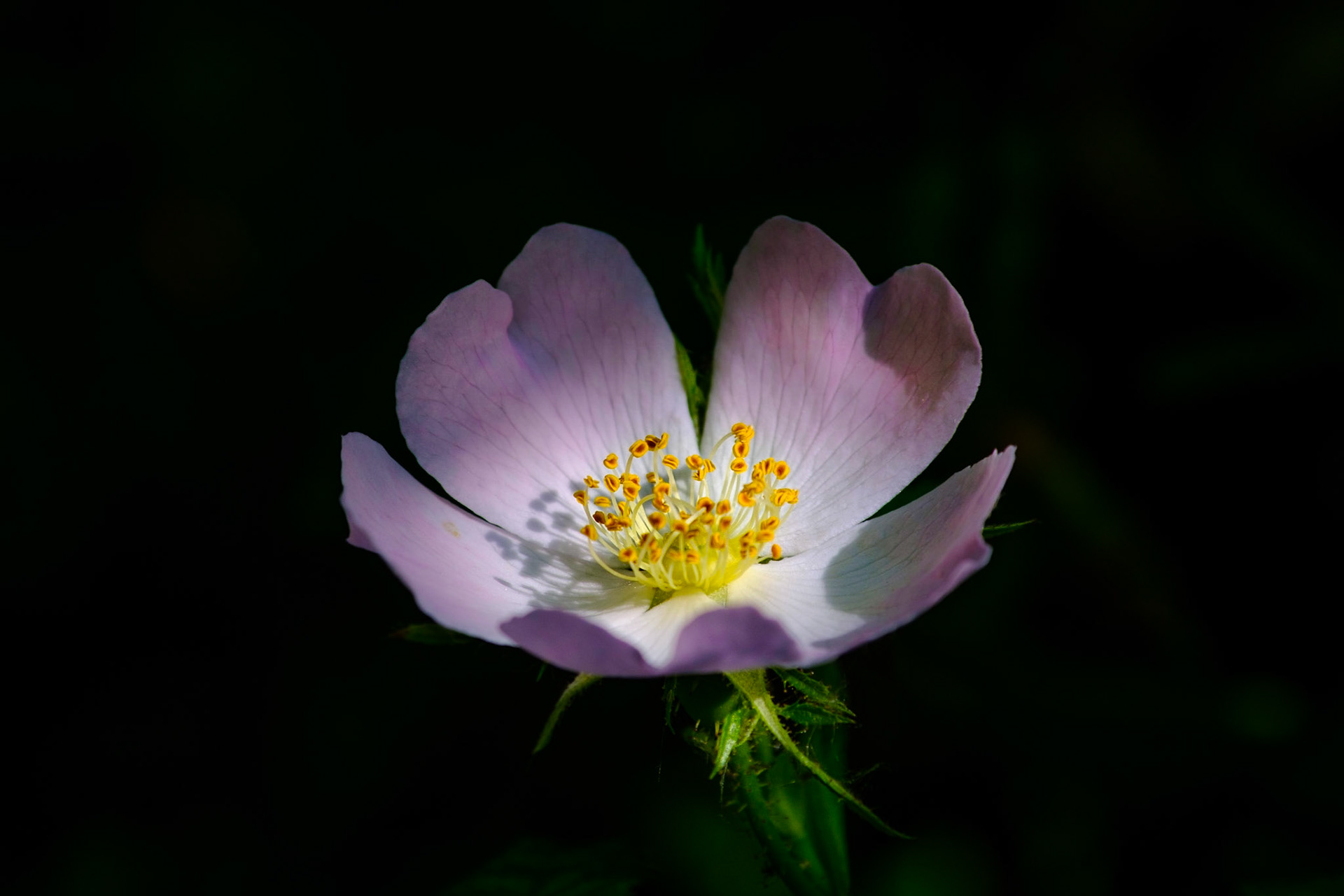 Dog Rose