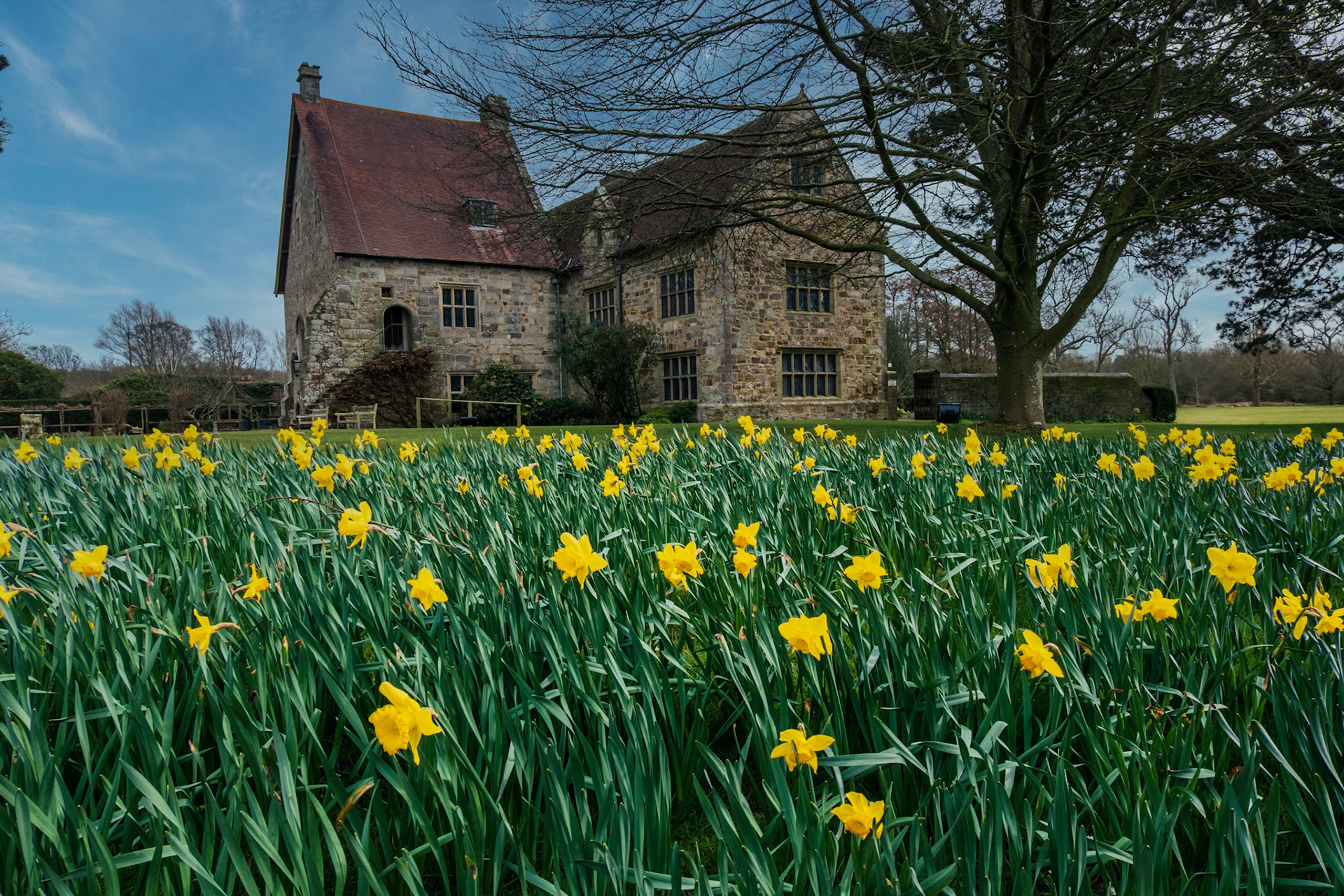 Daffodils at Michelham Priory