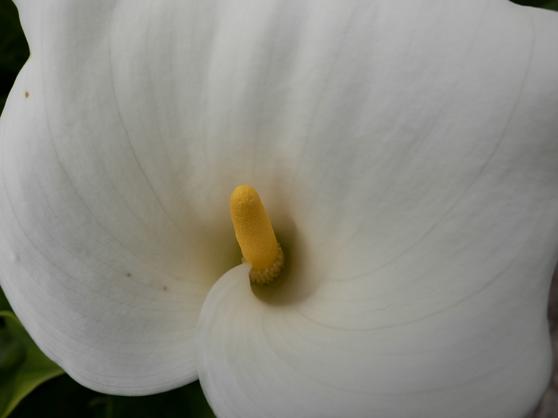 White Lily