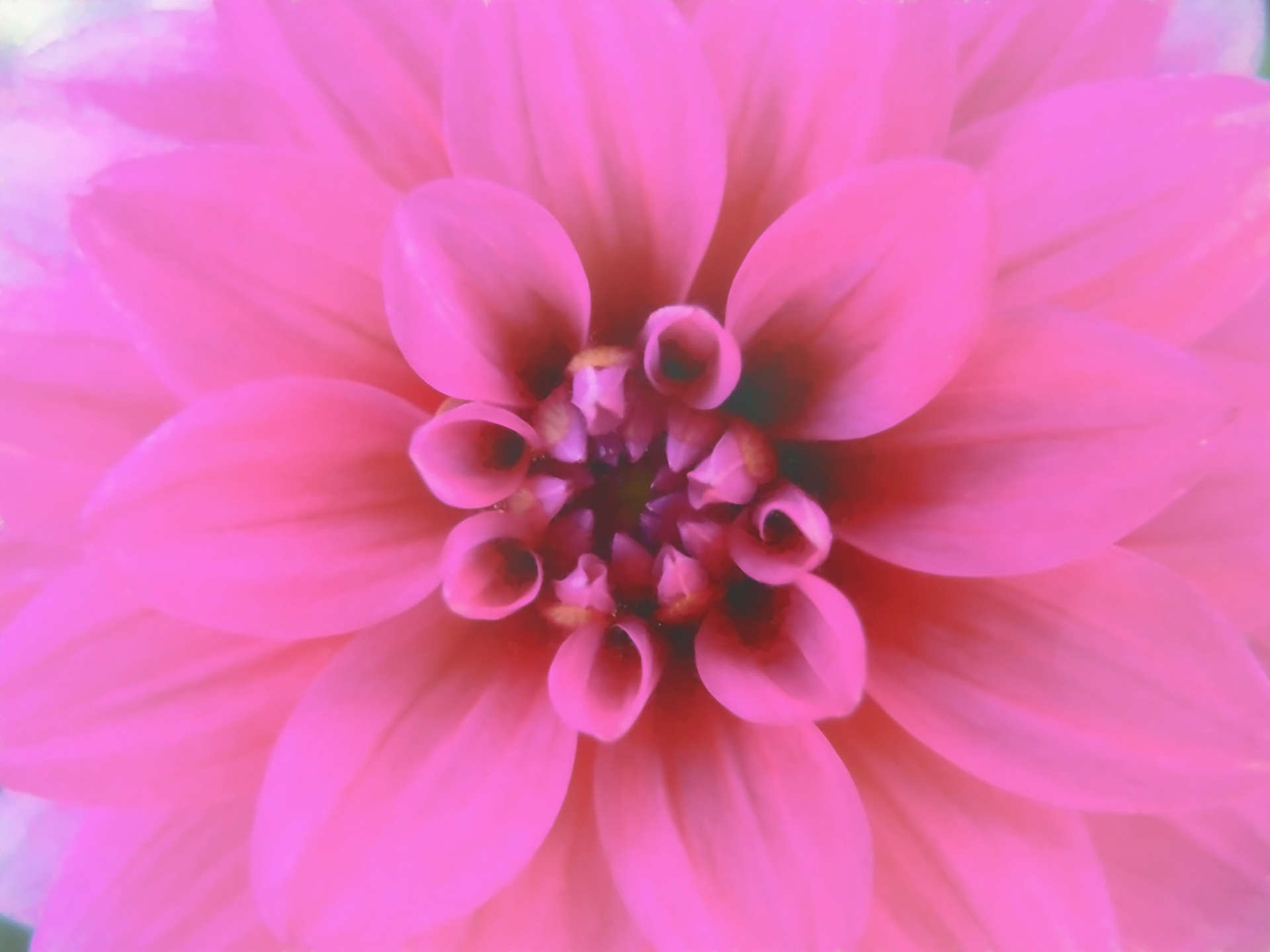 Soft Focus Dahlia