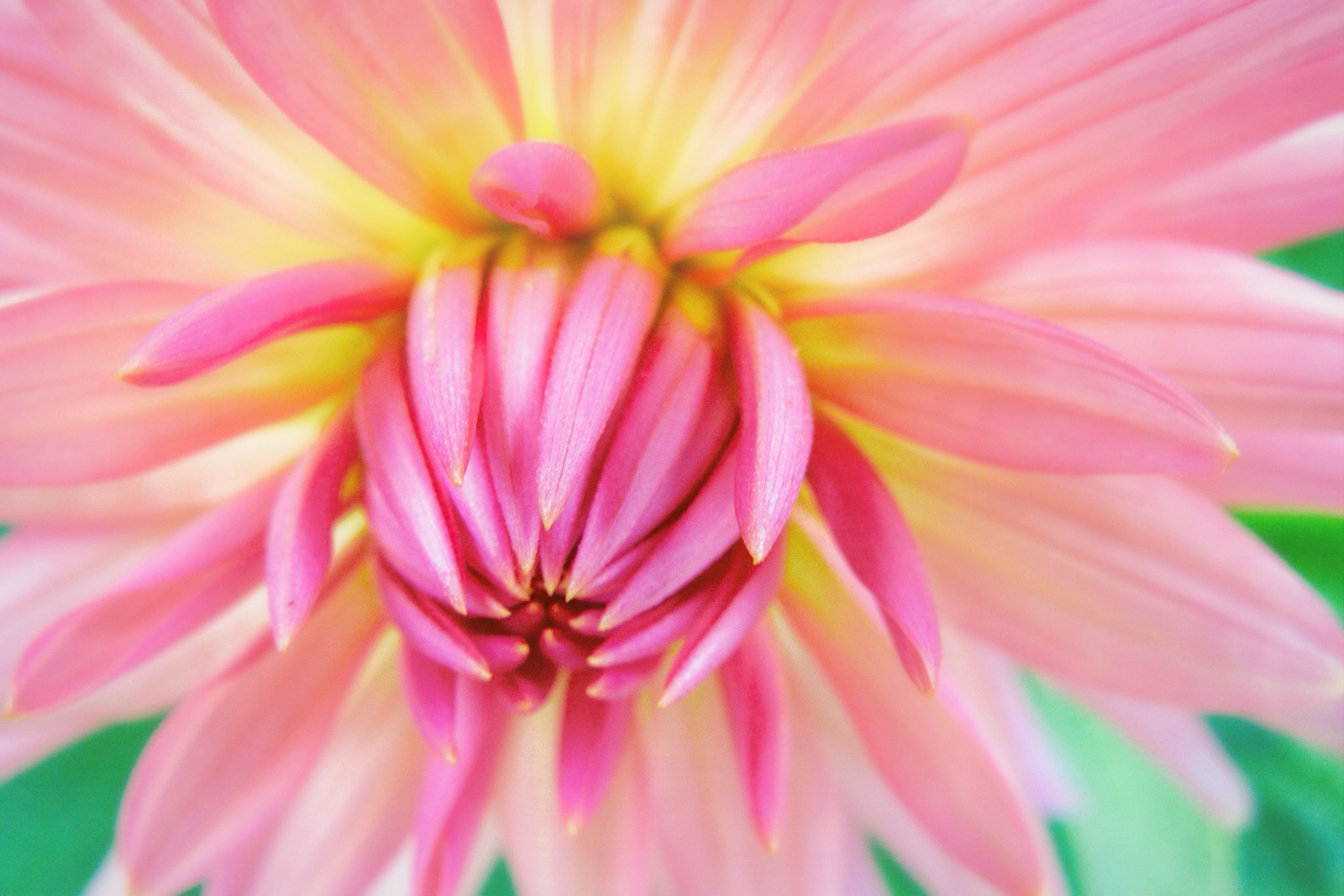 Dahlia