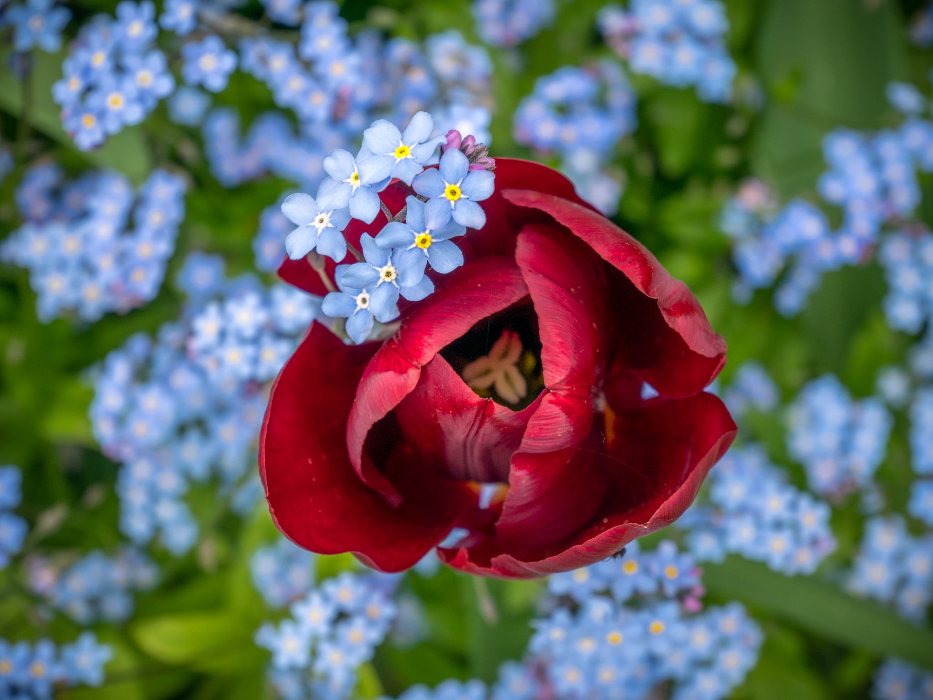Tulip and Forget-me-not