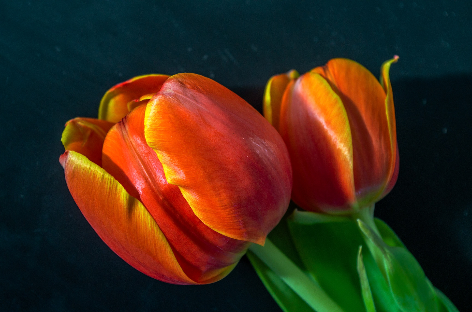 Tulips
