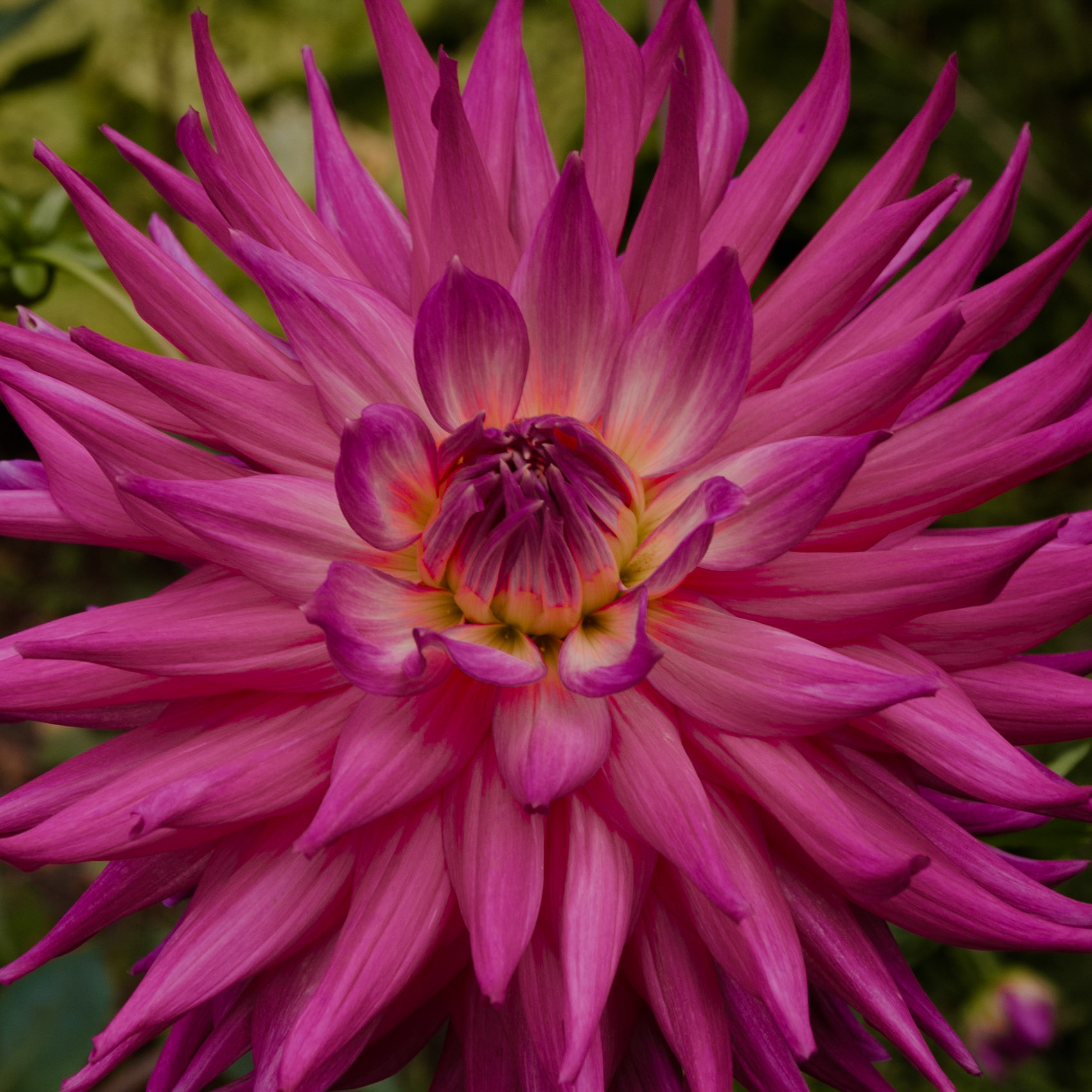 Dahlia
