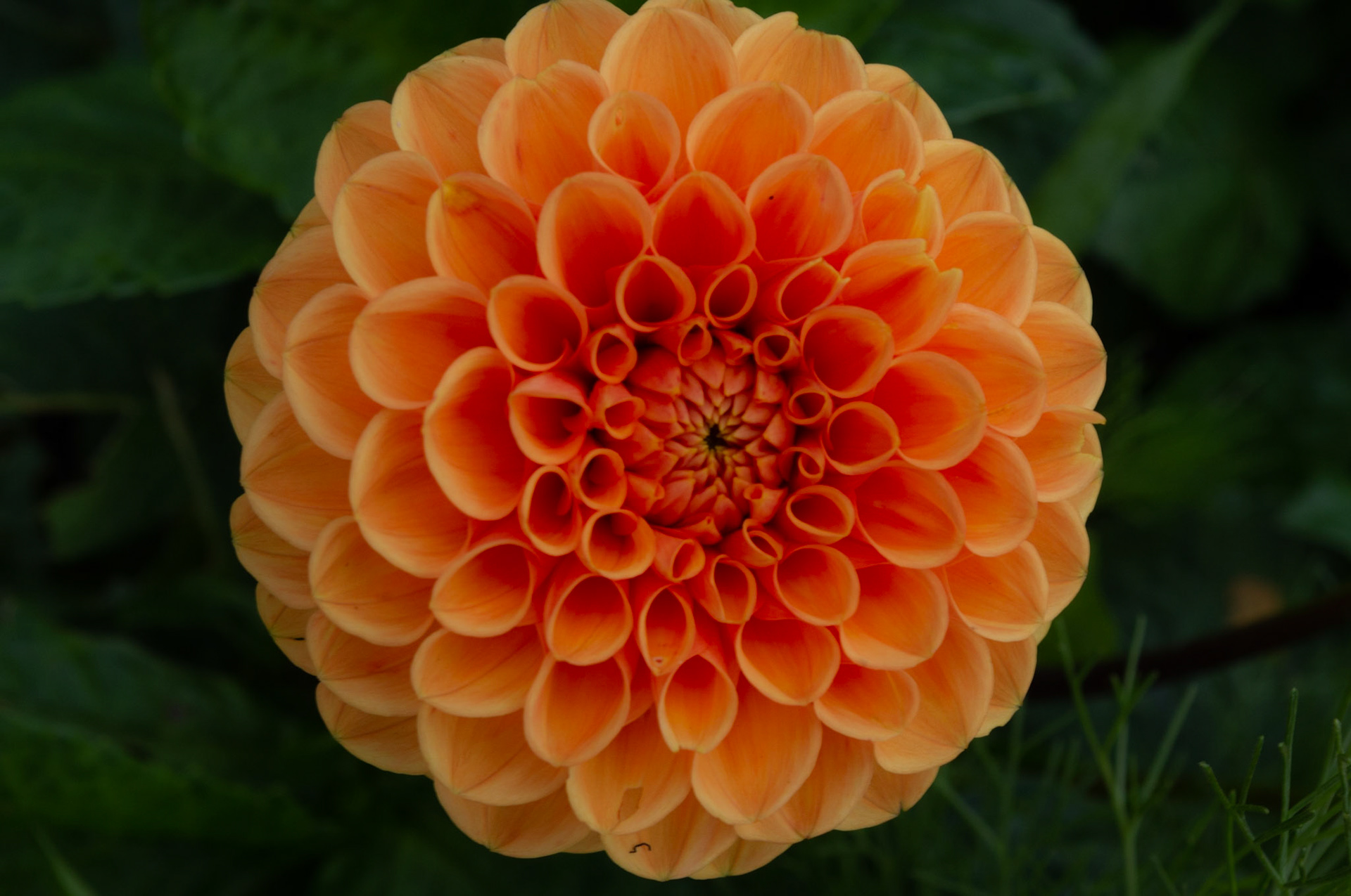 Dahlia