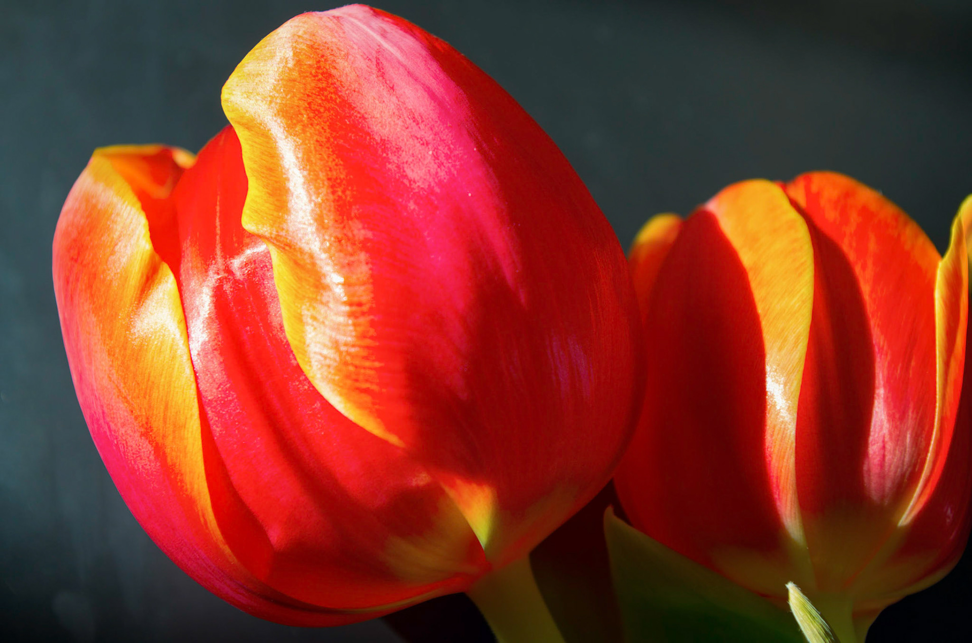 Tulips