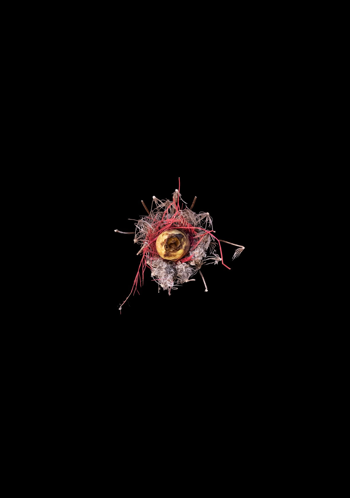 Mostri Occulti #2, fotografia digitale, 64x48 cm, 2025