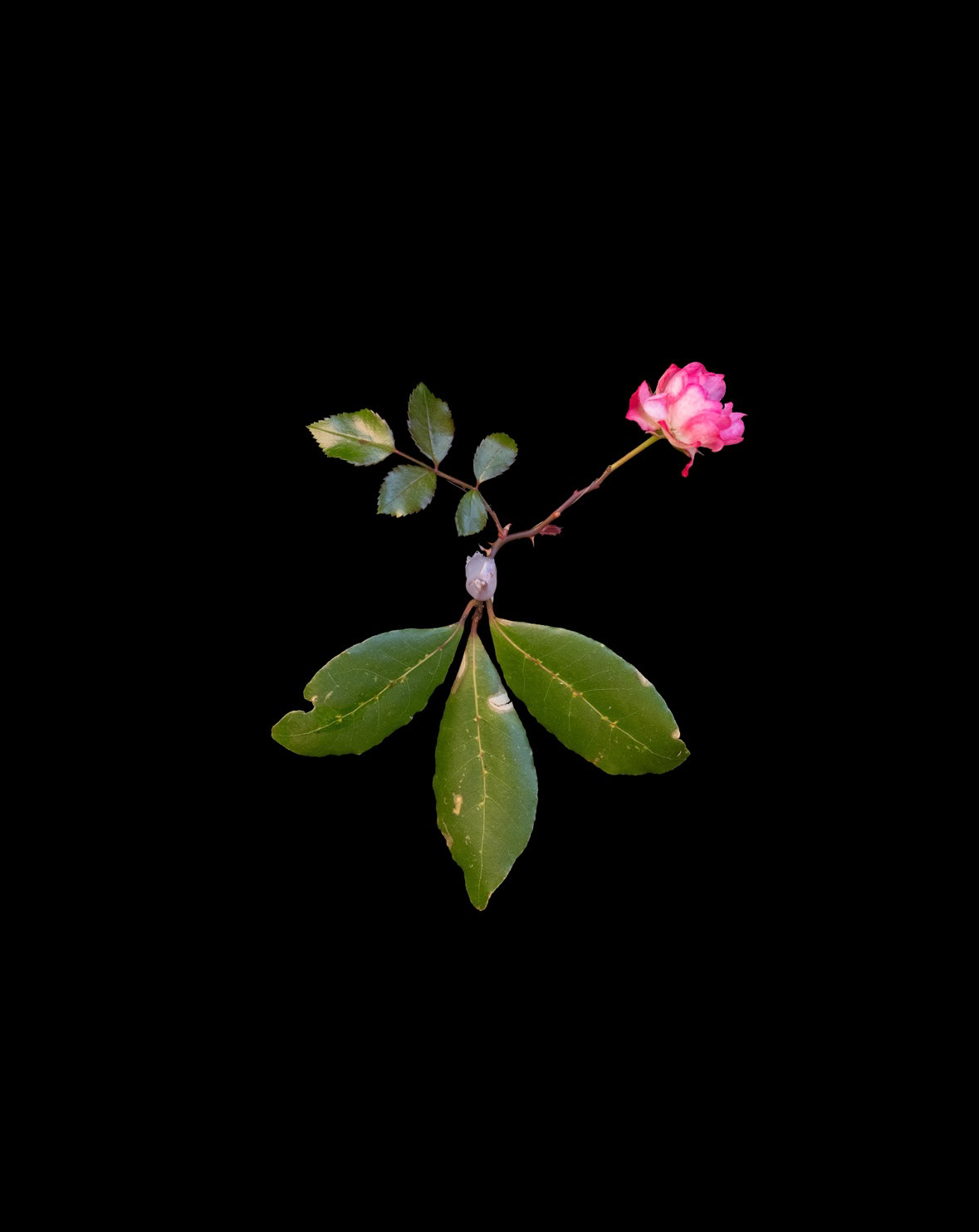 Mostri Occulti #2, fotografia digitale, 64x48 cm, 2025