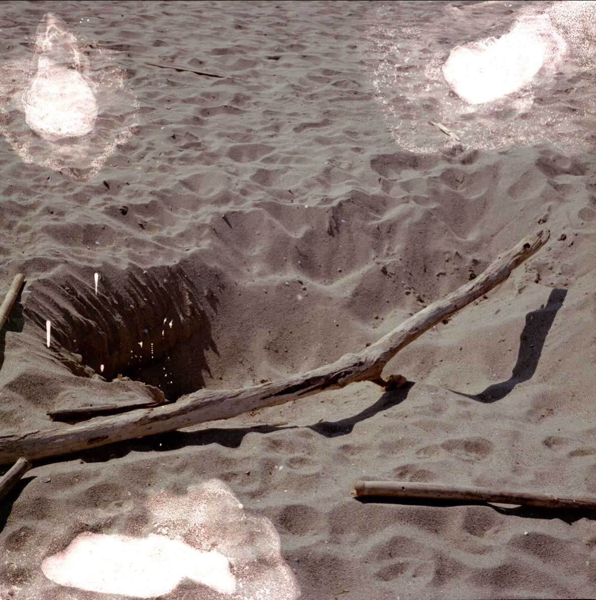 Nature Today, 60x60 cm, analogue photography printed on glossy paper on plastic support