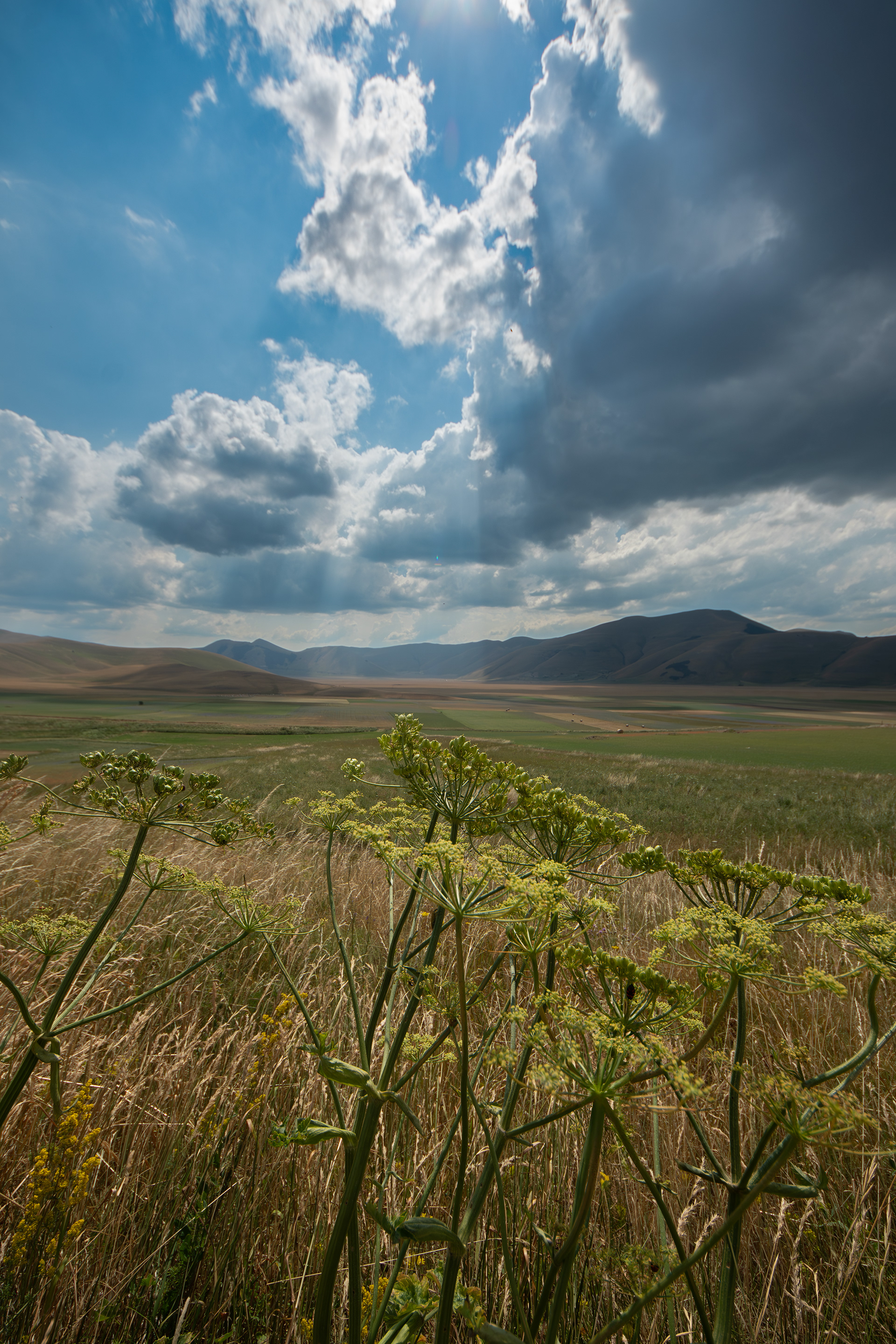 Castelluccio di Norcia, Lug 2025