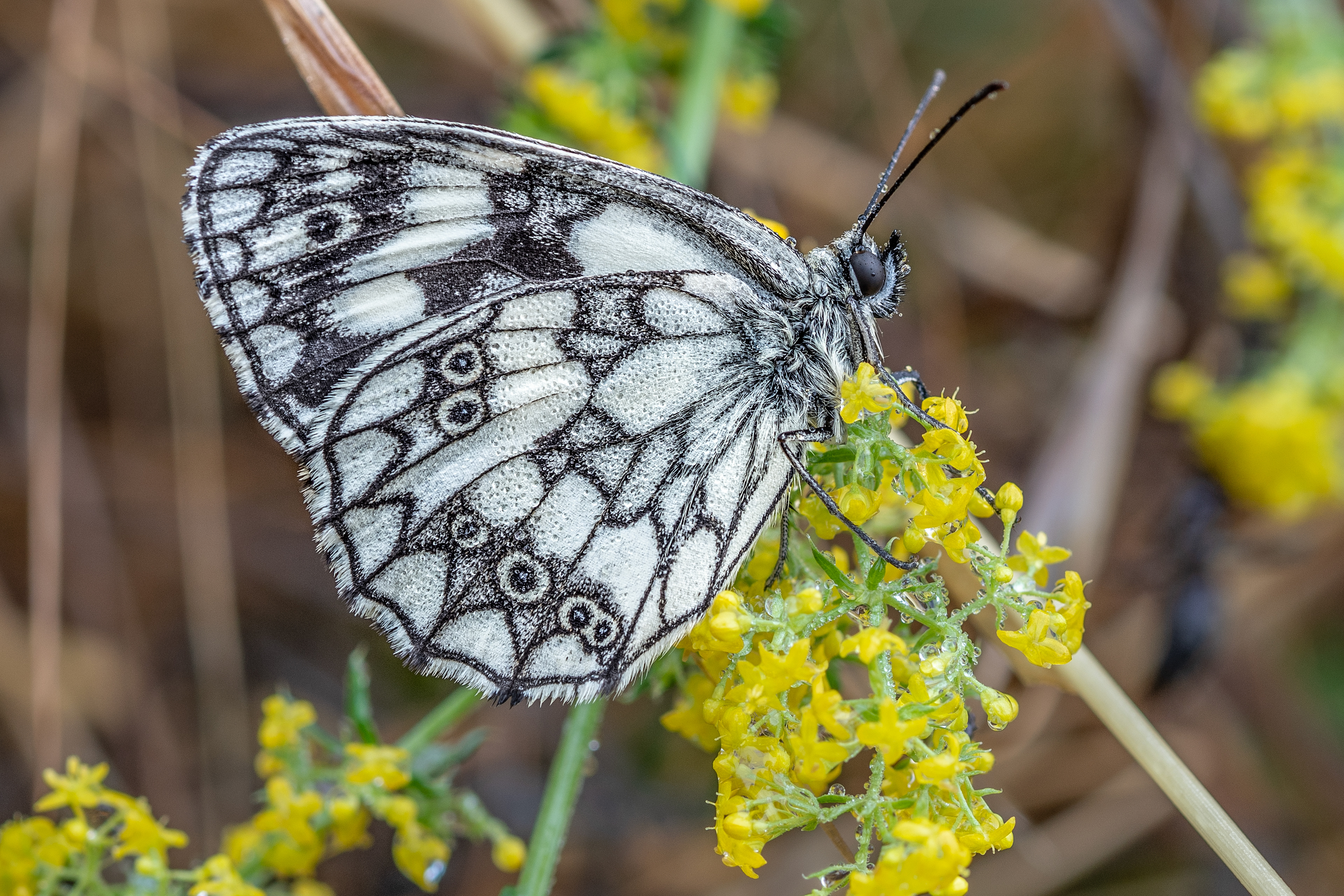 Luglio 2025 - Umbria