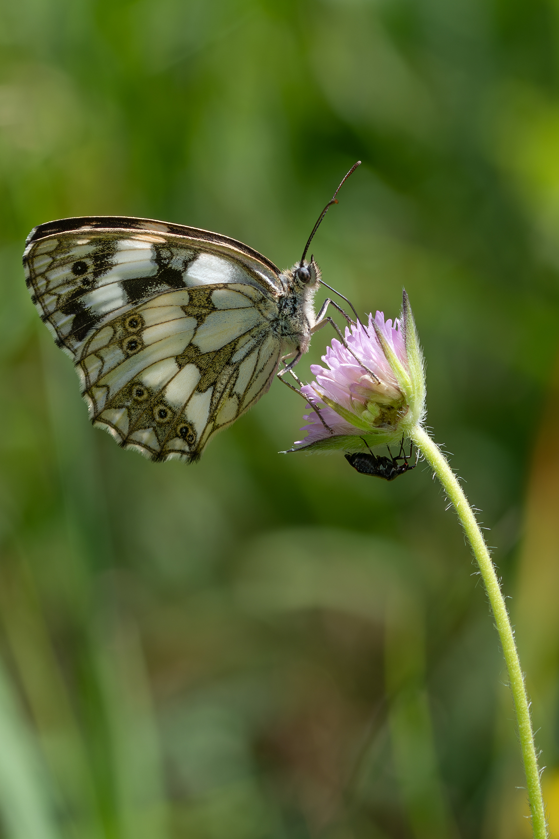 Luglio 2025 - Umbria