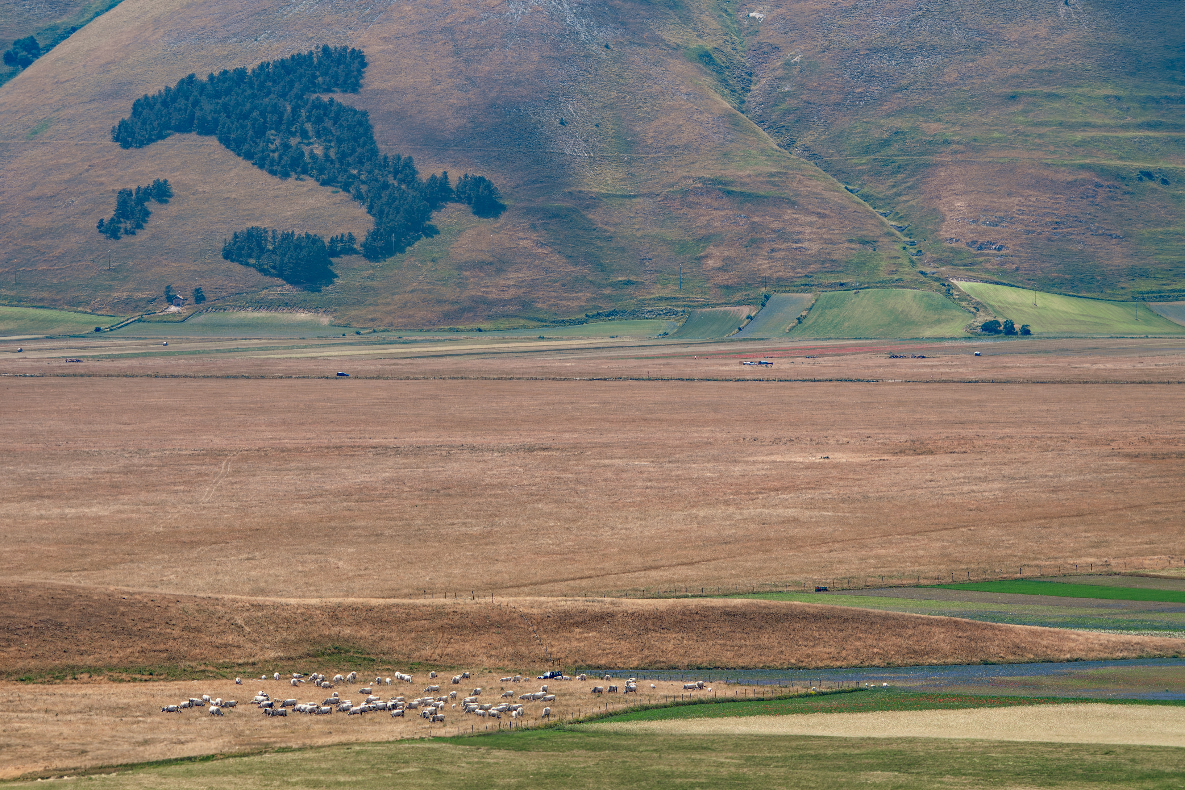 Castelluccio di Norcia, Lug 2025